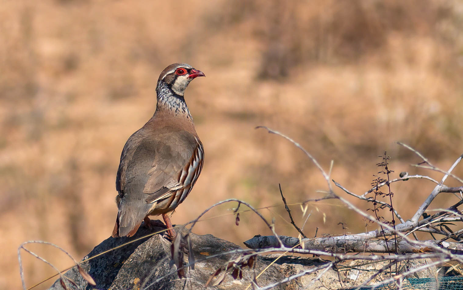 Red-legged Partridge, La Biar Spain 14/07/16