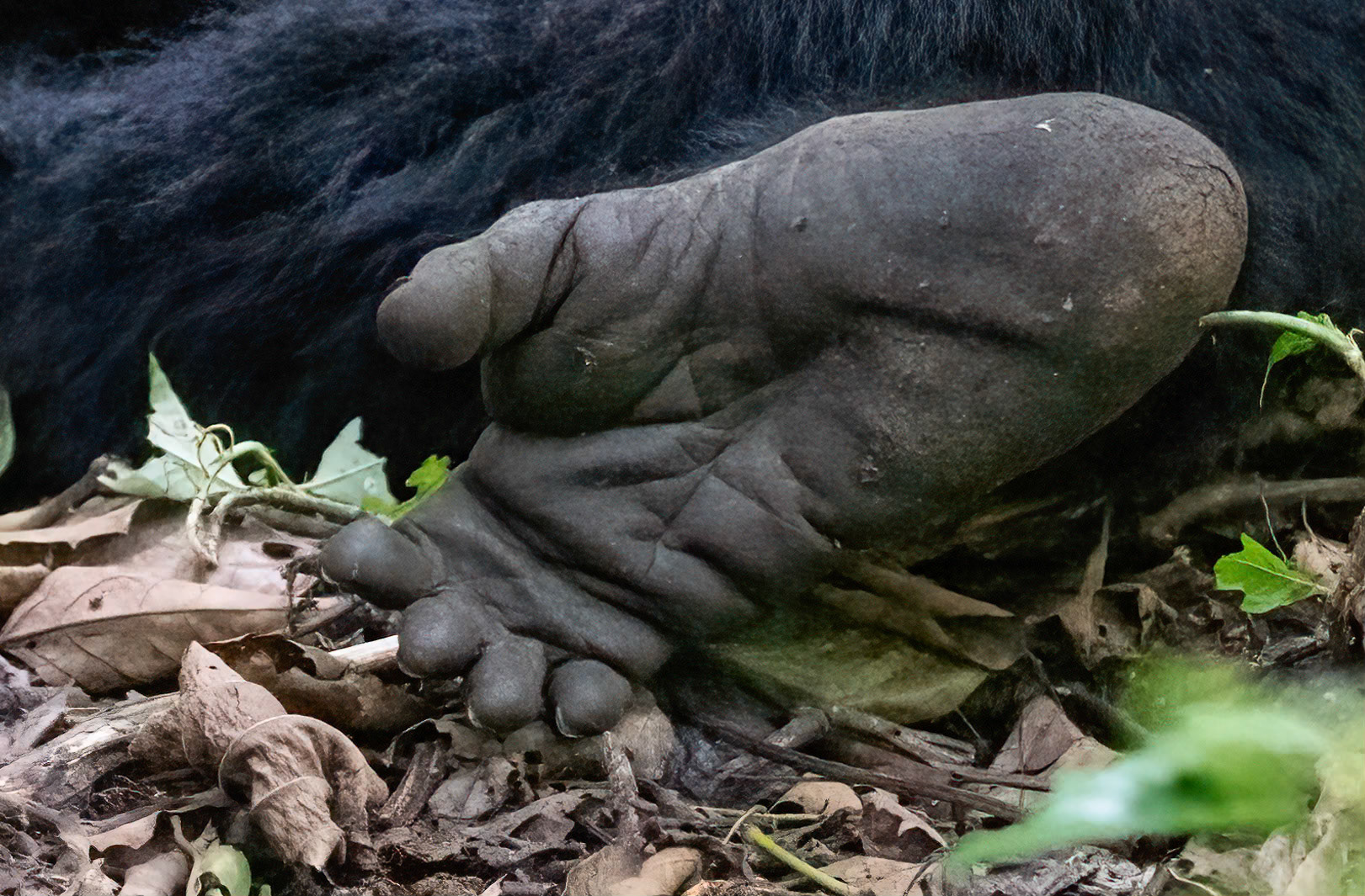 Adult female foot, Katwe Gorilla Family, Bwindi NP. 05-08-23.