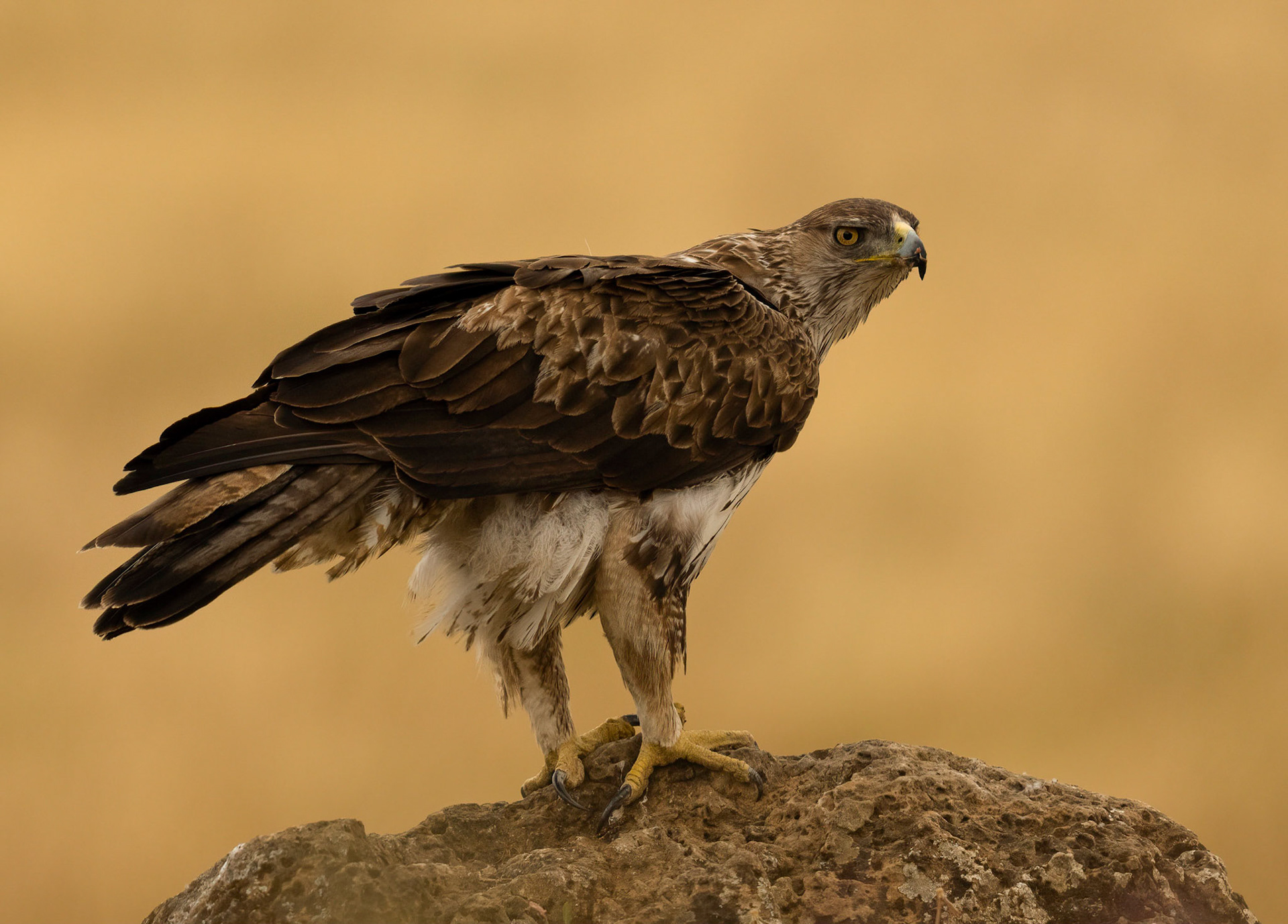 Bonelli's Eagle, Adamuz, Andalucia, Spain. 30/05/22.