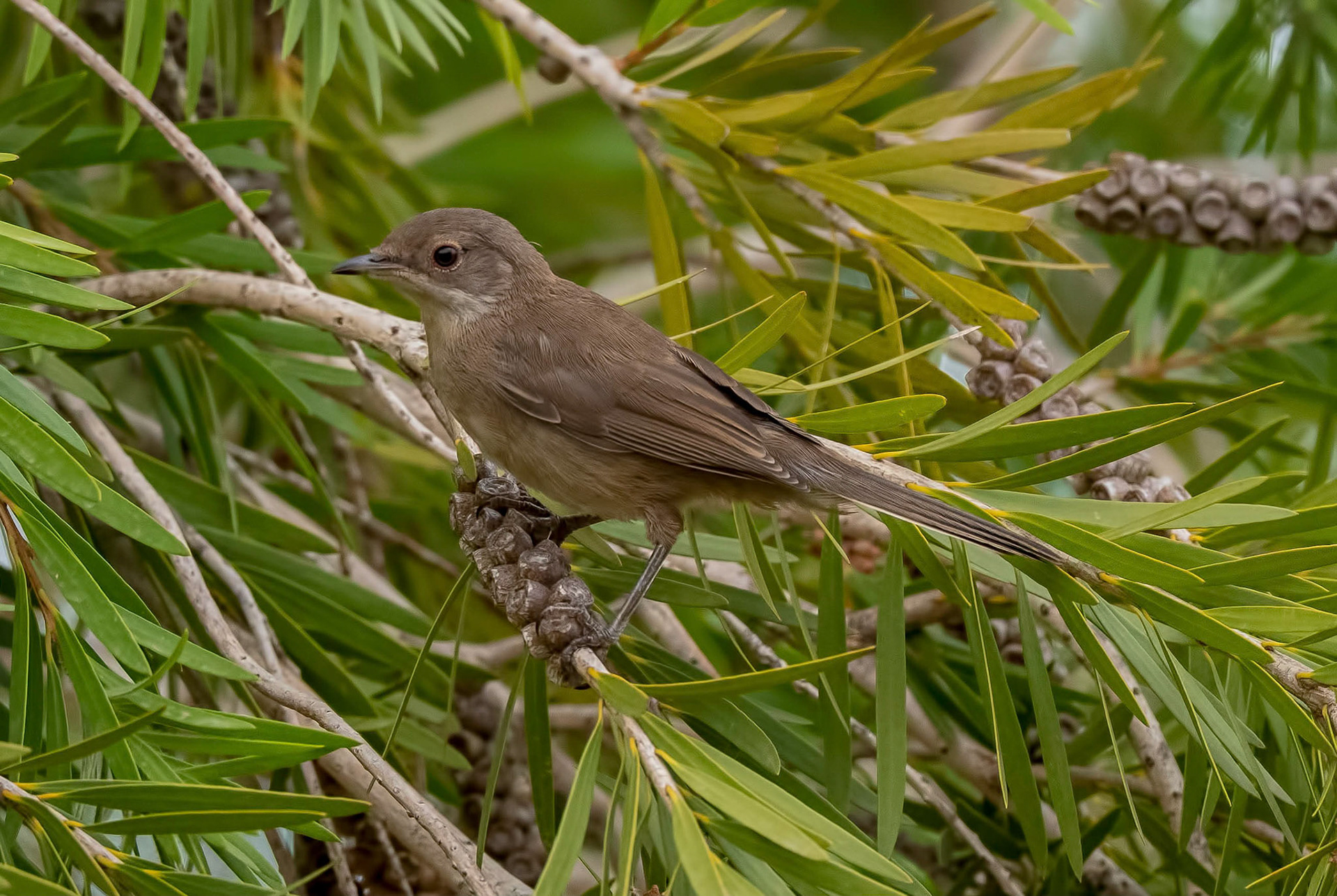 Whitethroat f, La Biar Spain 13/07/19