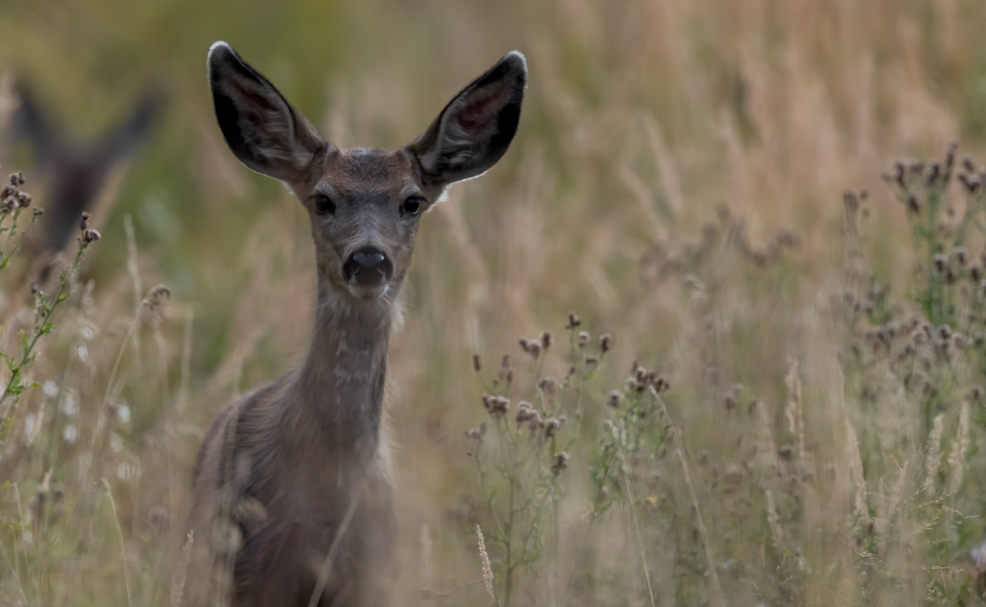 Mule Deer. Grand Teton NP. Wyoming 12/09/18