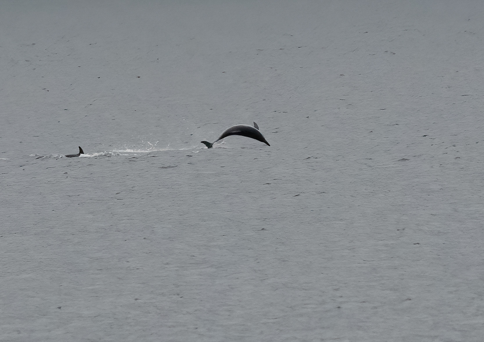 Common Dolphin, Loch Na Keal, Mull, Scotland. 05/08/21.
