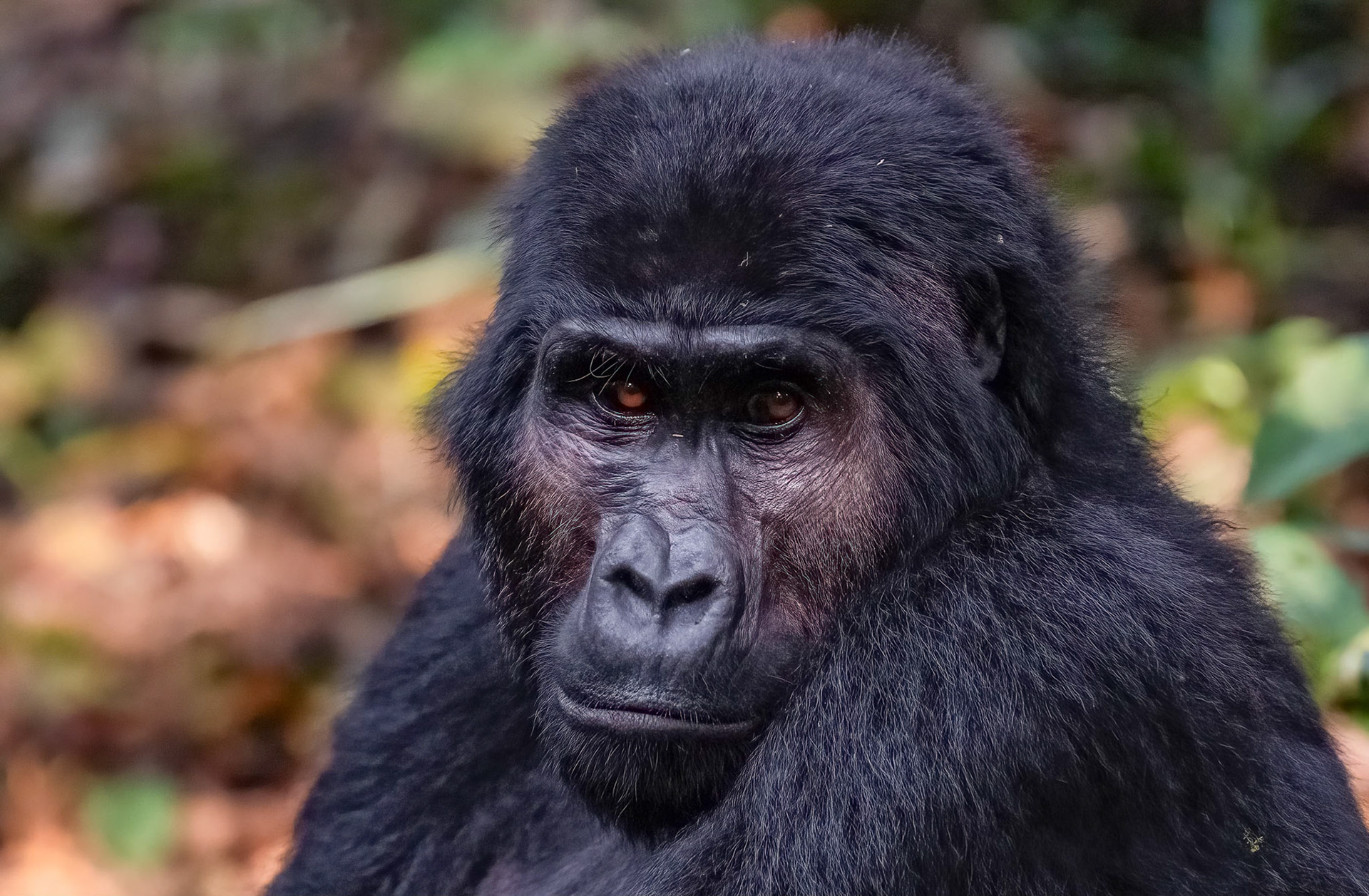 Adult female, Katwe Gorilla Family, Bwindi NP. 05-08-23.