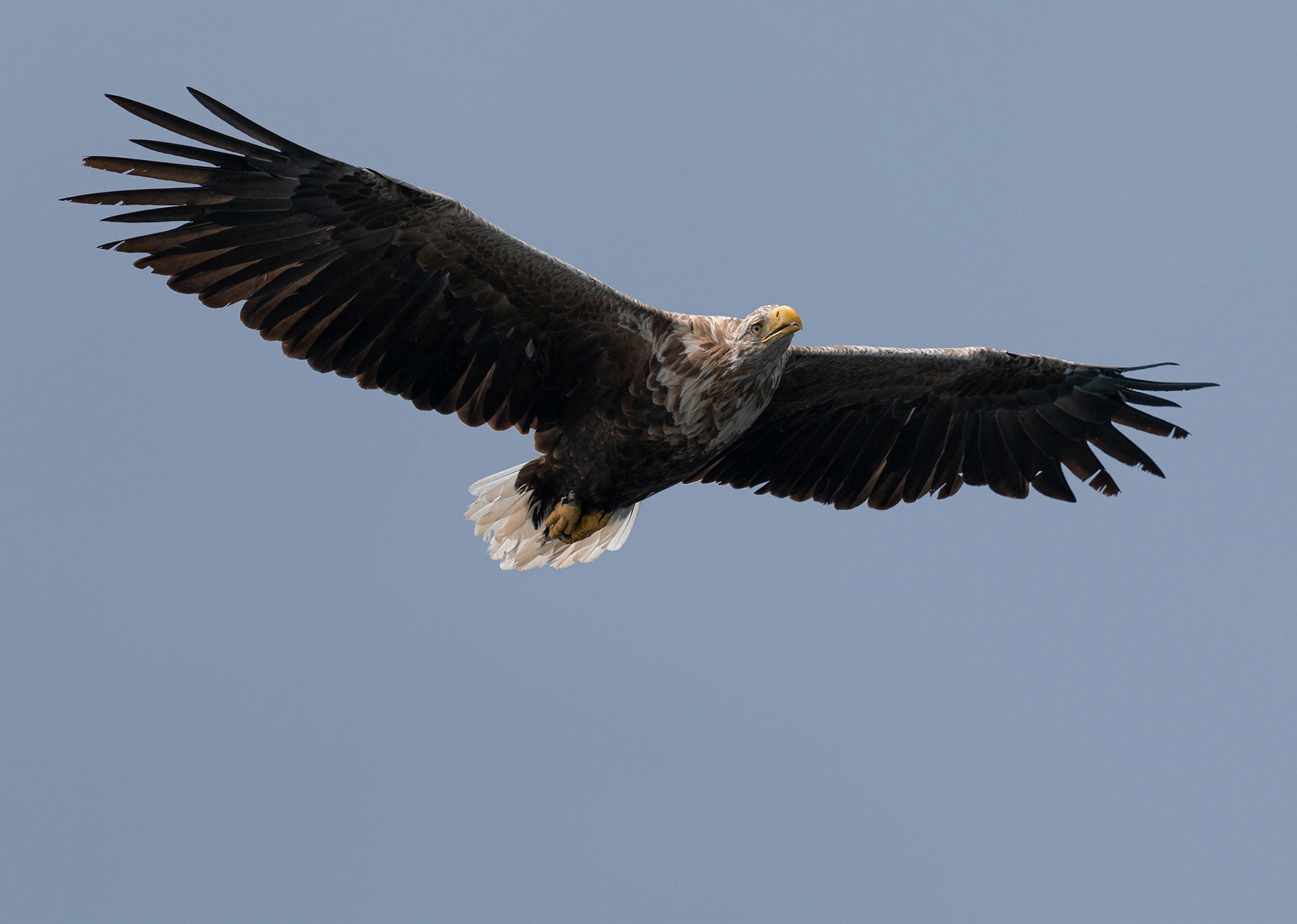 White-tailed Eagle, Loch Na Keal, Mull, Scotland. 05/08/21.
