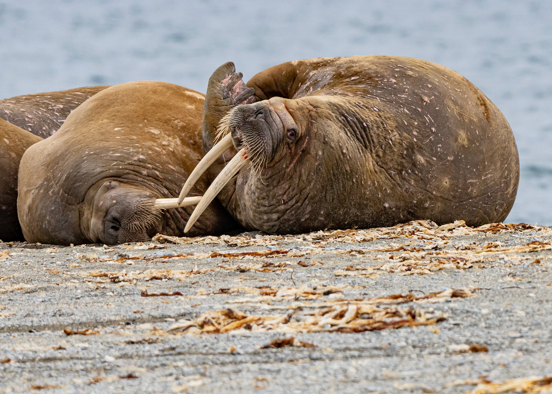 Walrus on alert, Prins Karl Forland. Svalbard. 10-08-2022.
