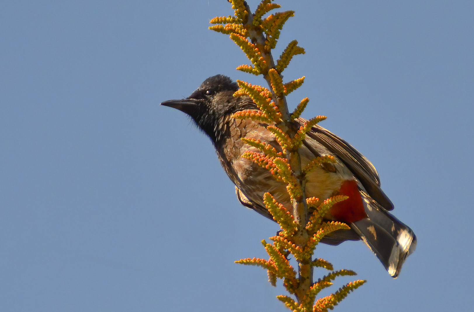 Red-vented Bulbul, Khajuraho, Madhya Pradesh India 16/03/14.