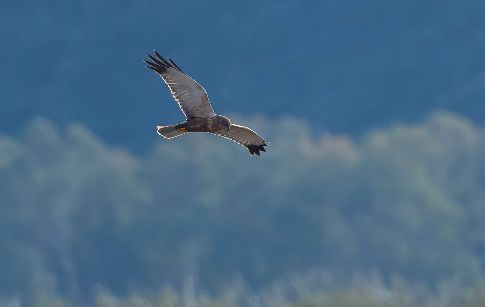Male Marsh Harrier, Pego Marsh, Spain 19/12/18