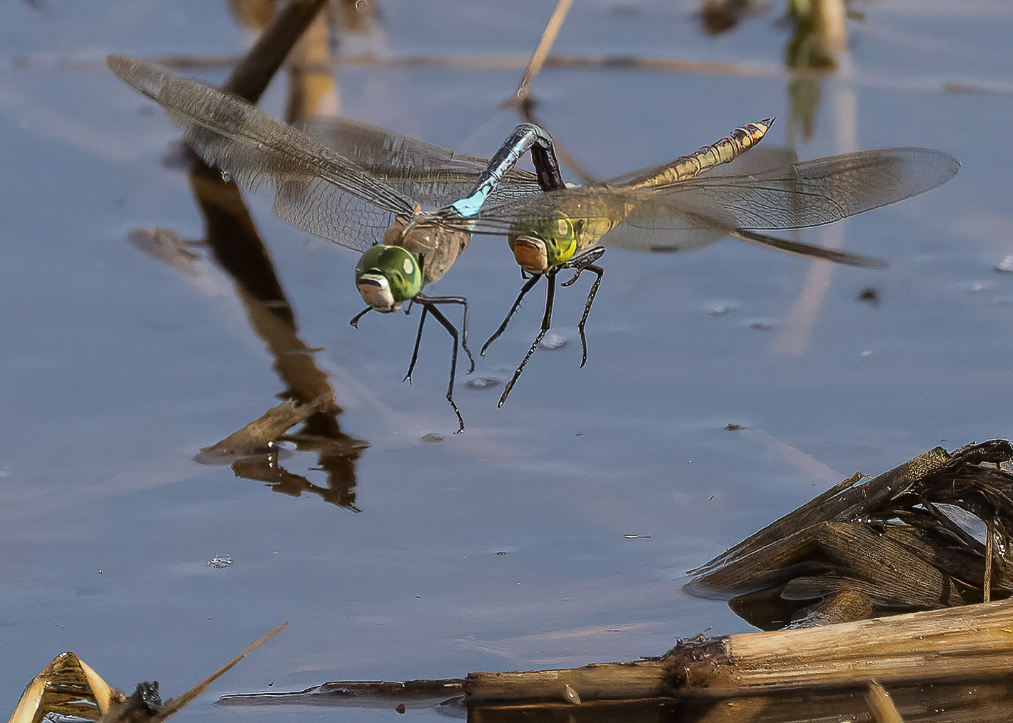 Lesser Emperor dragonflies mating, male in front, in Pego Marshes, Valencia, Spain. 28/09/22.