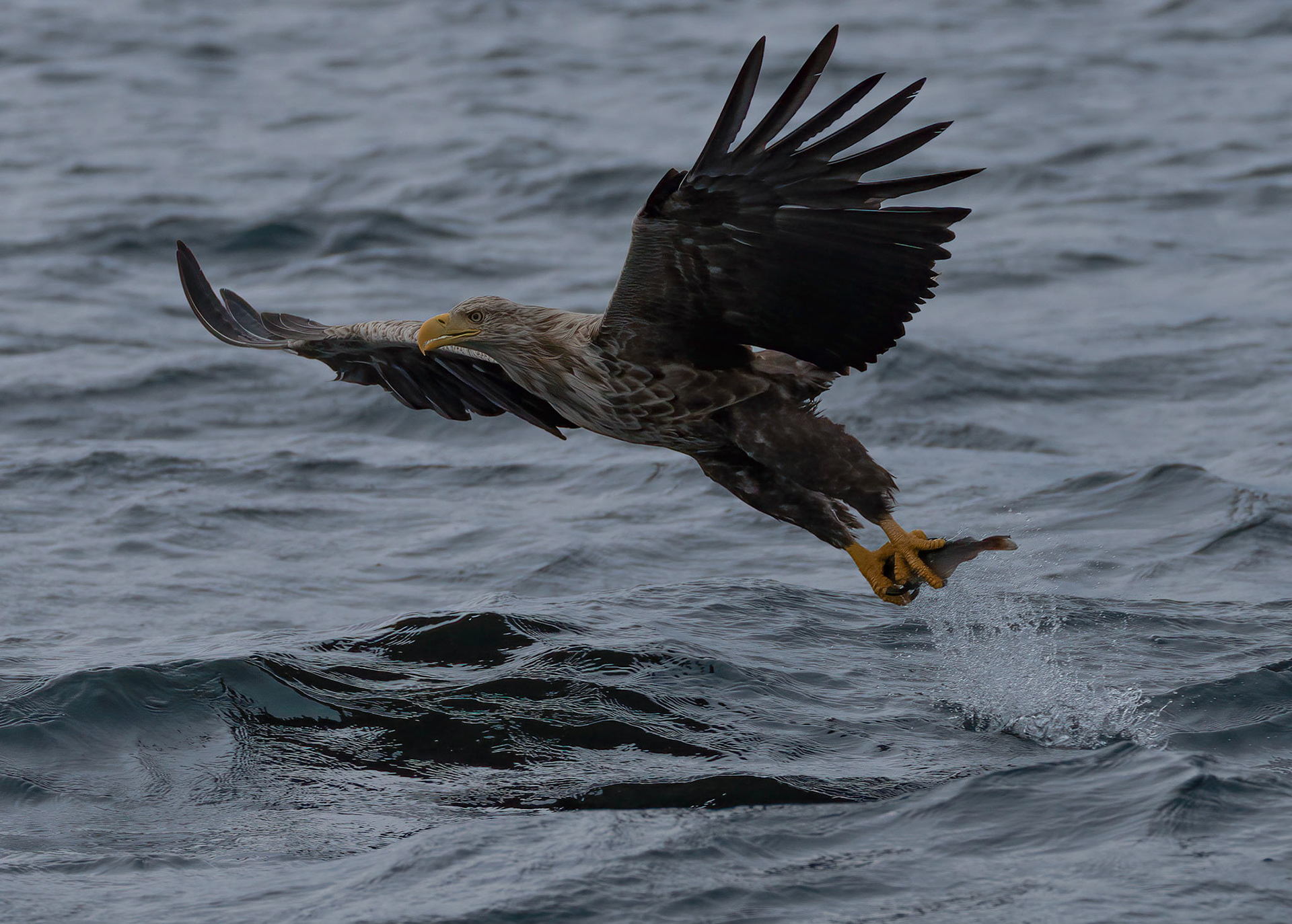 White-tailed Eagle, Loch Na Keal, Mull, Scotland. 05/08/21.