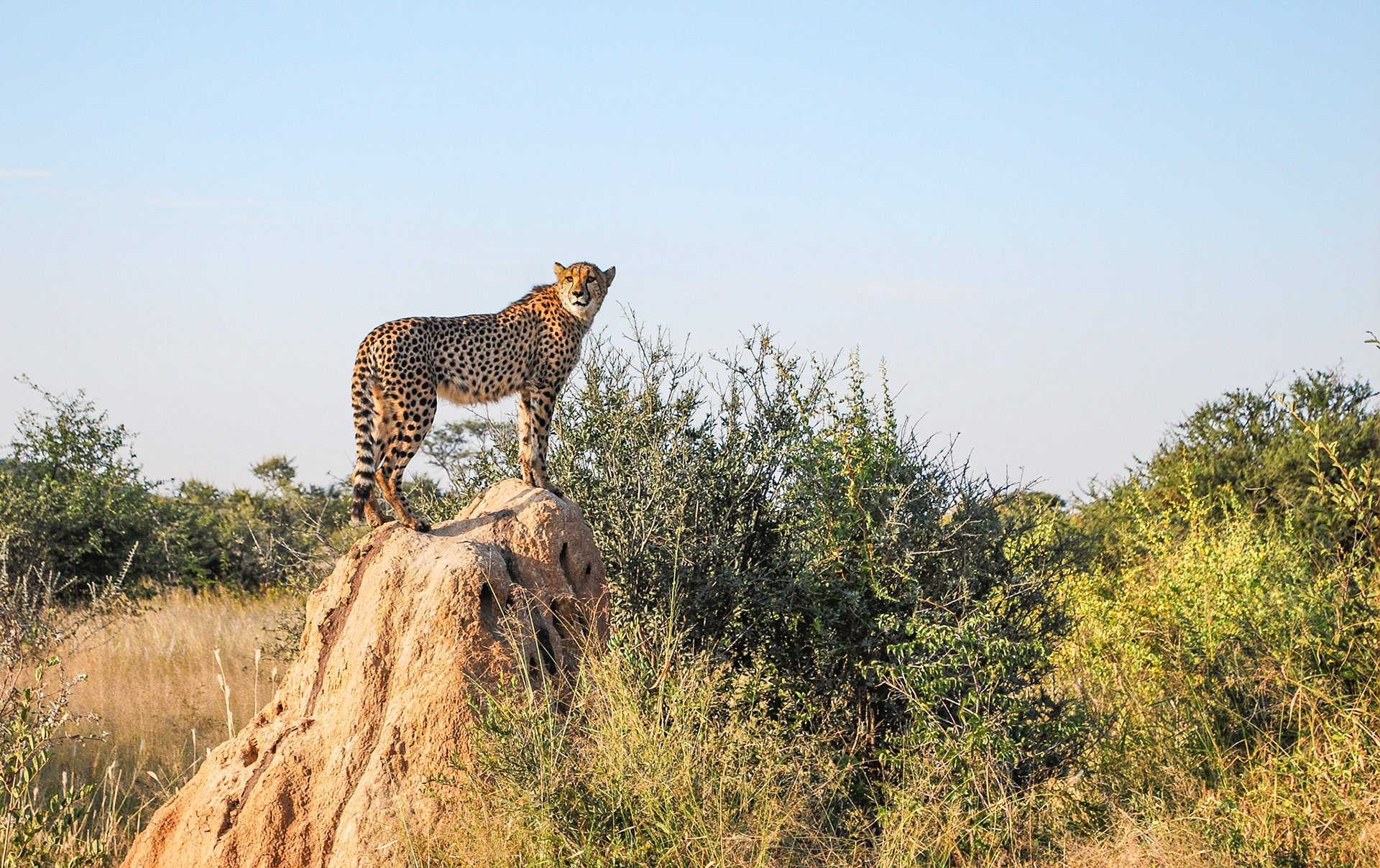 Cheetah, Okonjima Namibia 19/04/09