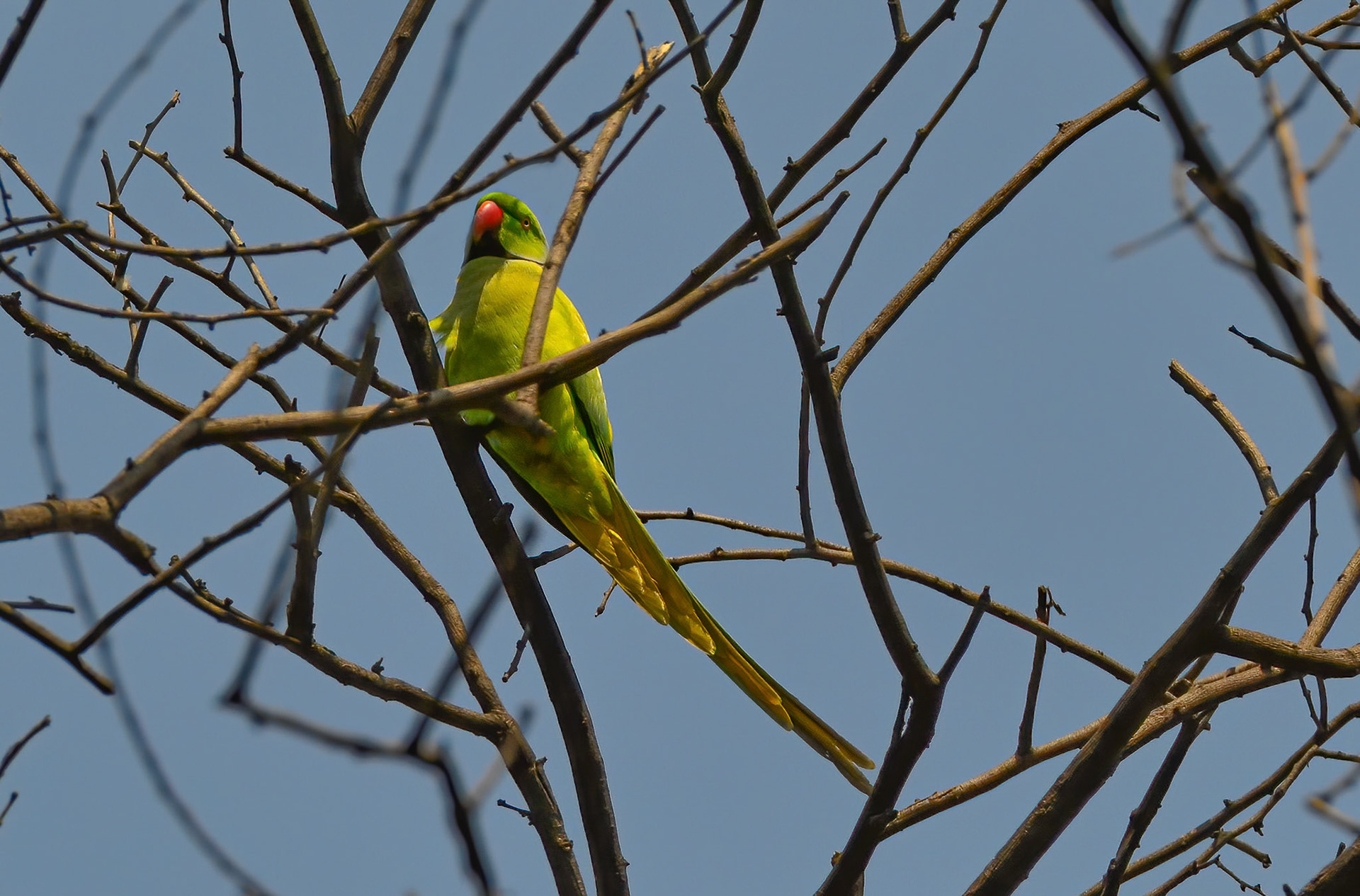 Rose-ringed Parakeet, Sultanpur NP, Haryana India 08/03/14.