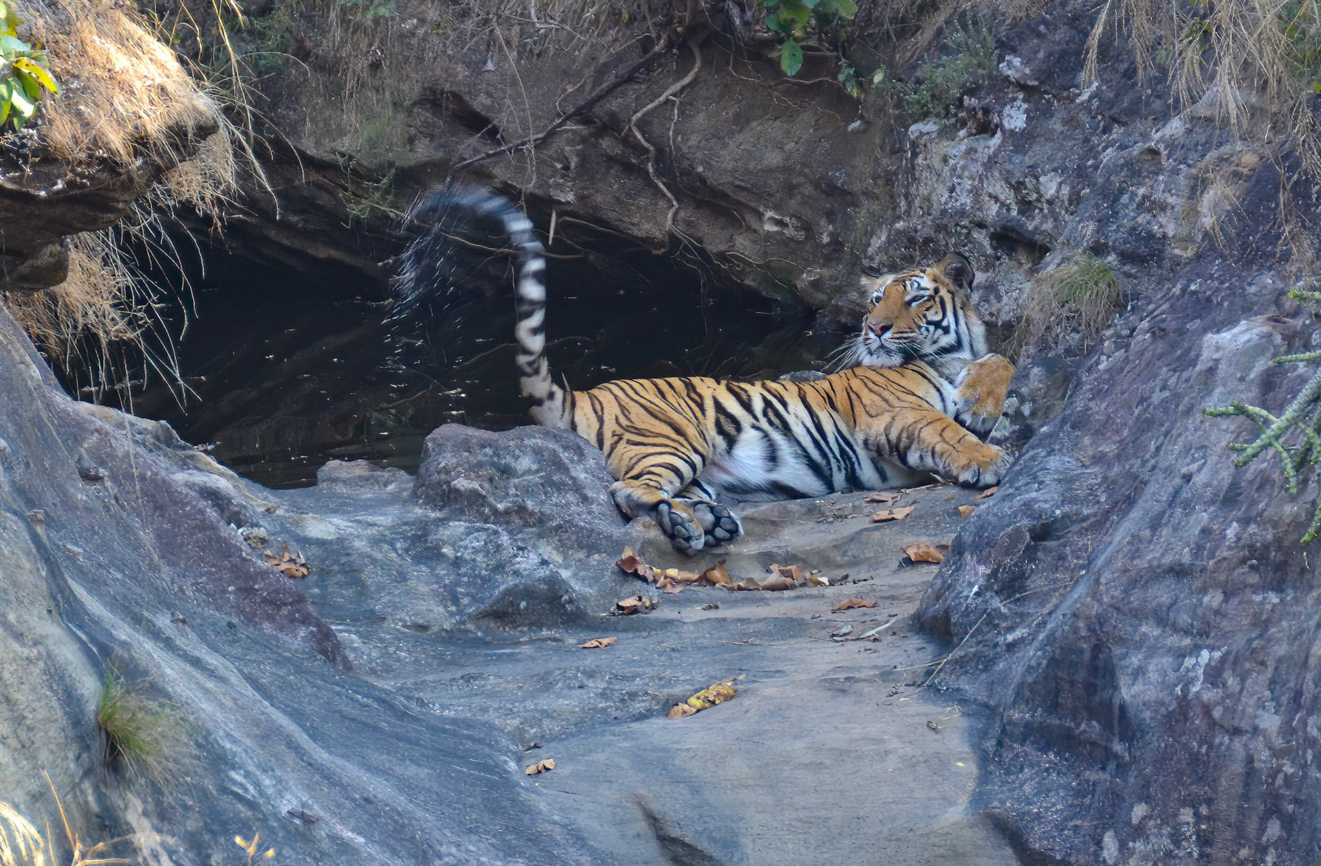 Male Tiger, Bandhavgarh, Madhya Pradesh India 18/03/14.