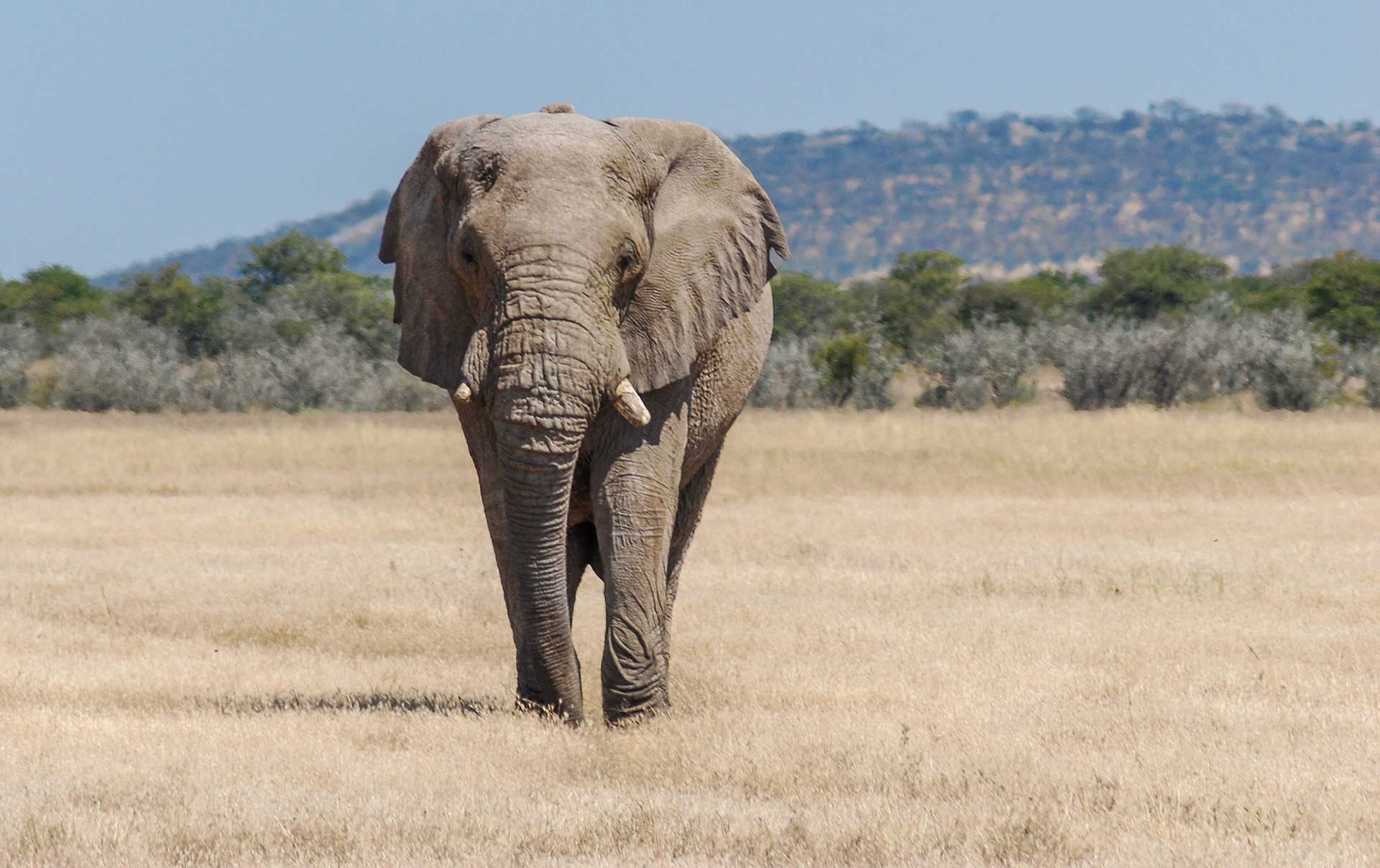 African Bull Elephant, Etosha Namibia 21/04/09