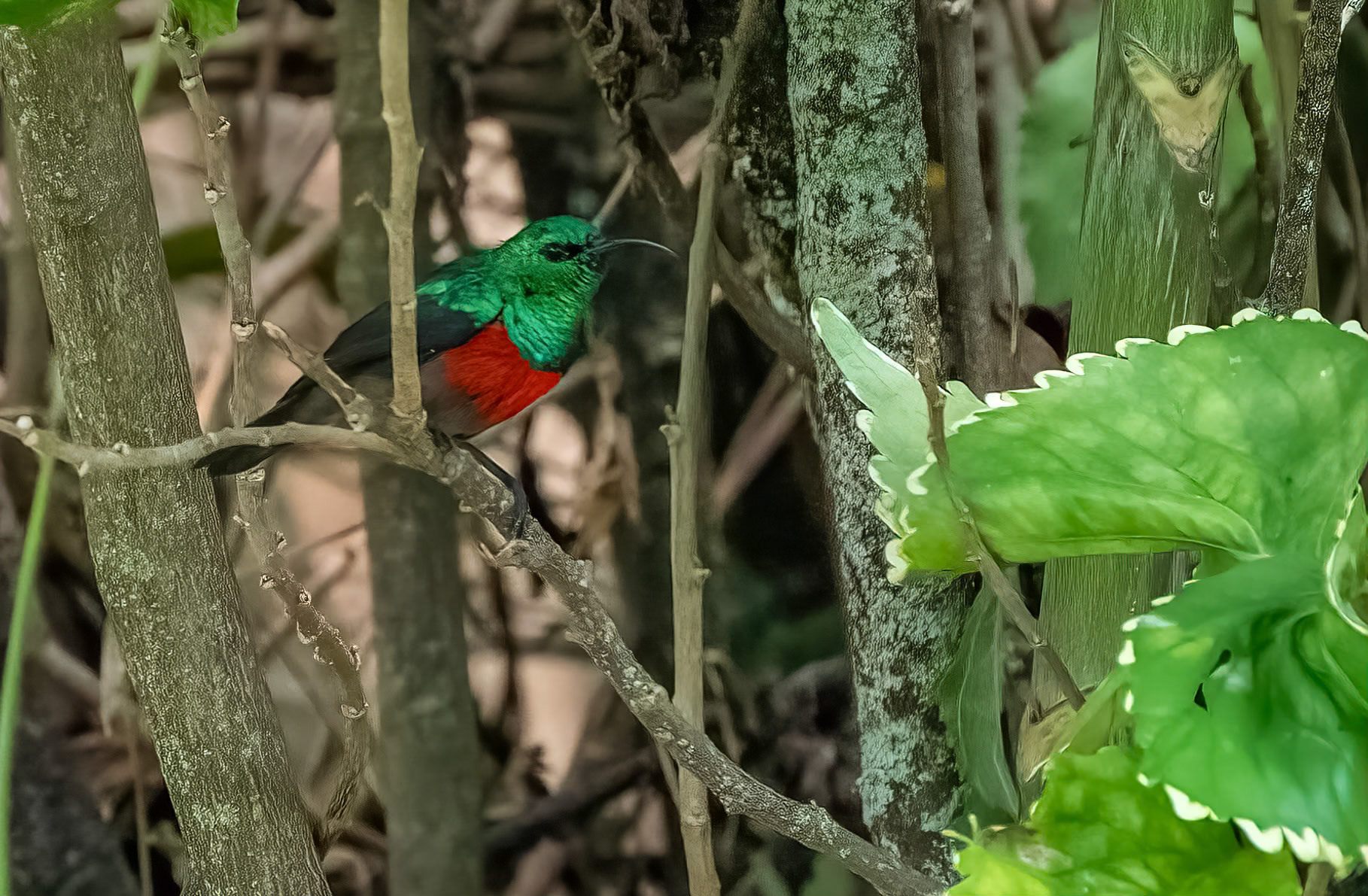Double-collared Sunbird, Chimpanzee Forest Lodge near Kibale. Uganda. 03-08-23.