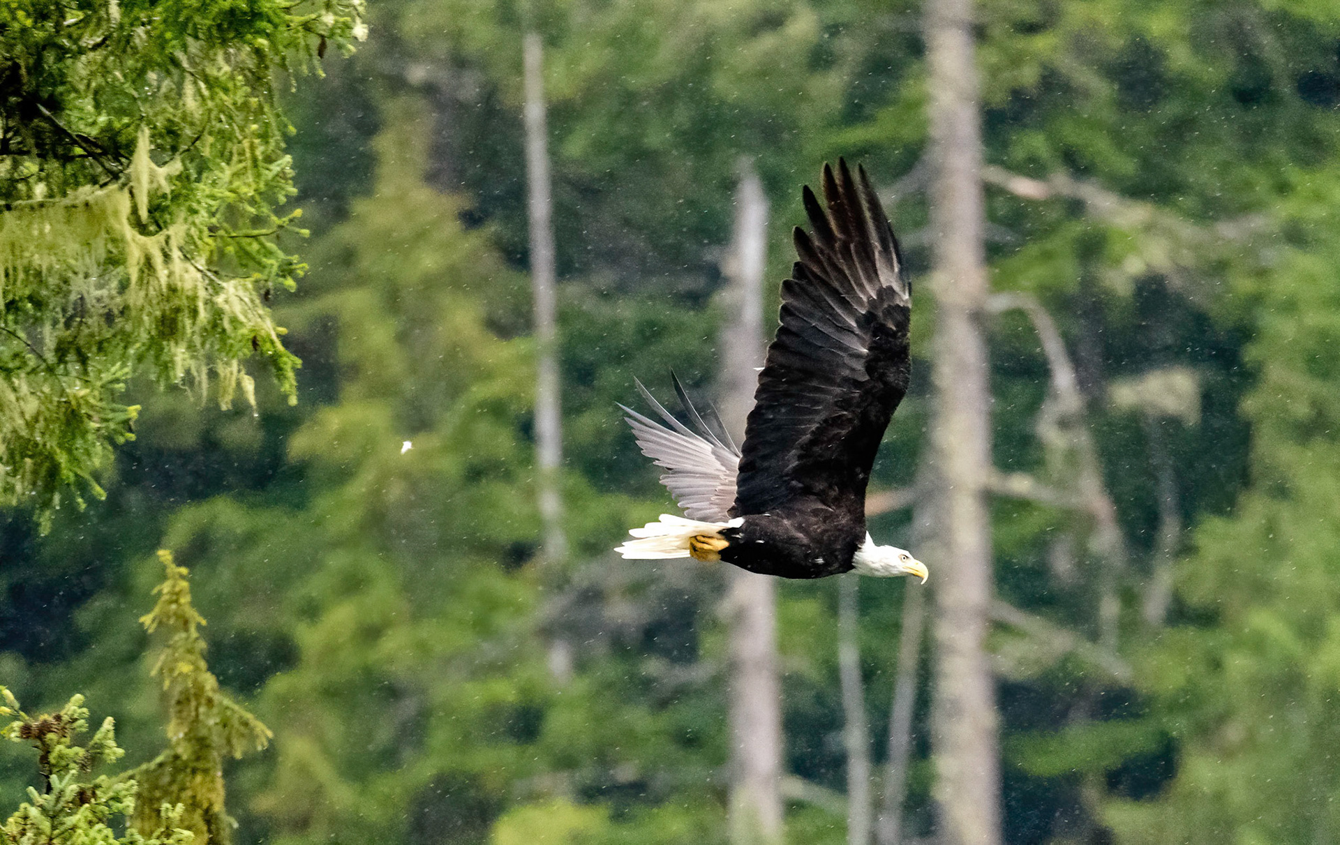 Bald Eagle Neroutsos Inlet. Vancouver island 20/09/18