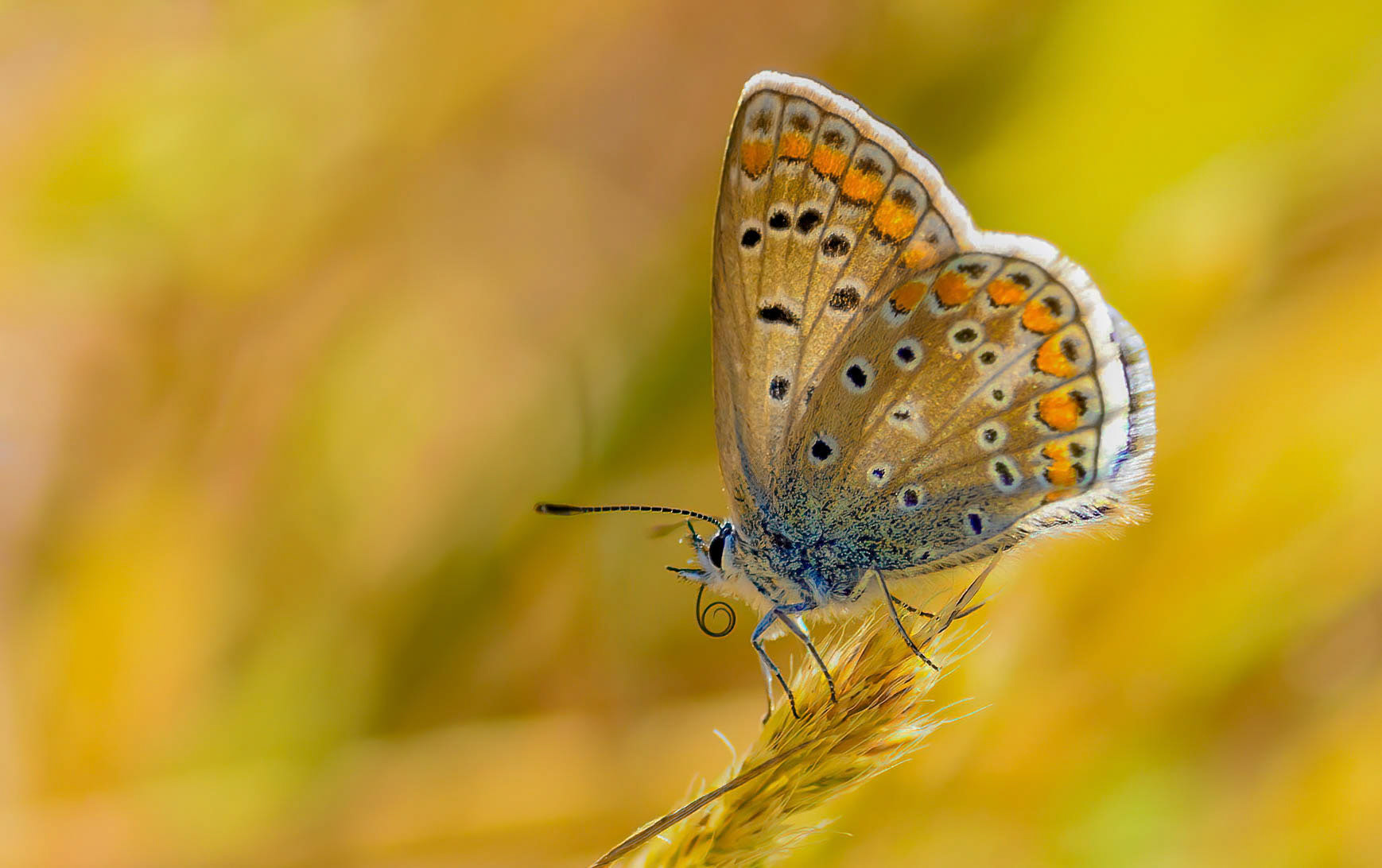 Common Blue f,  La Biar, Spain 05/06/16