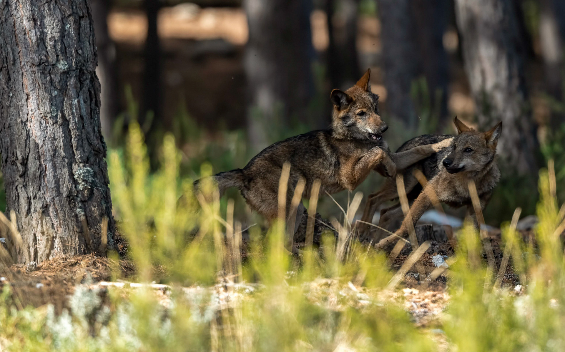 Iberian Wolf pups, Robledo Culebra Mnts Spain 27\09\19