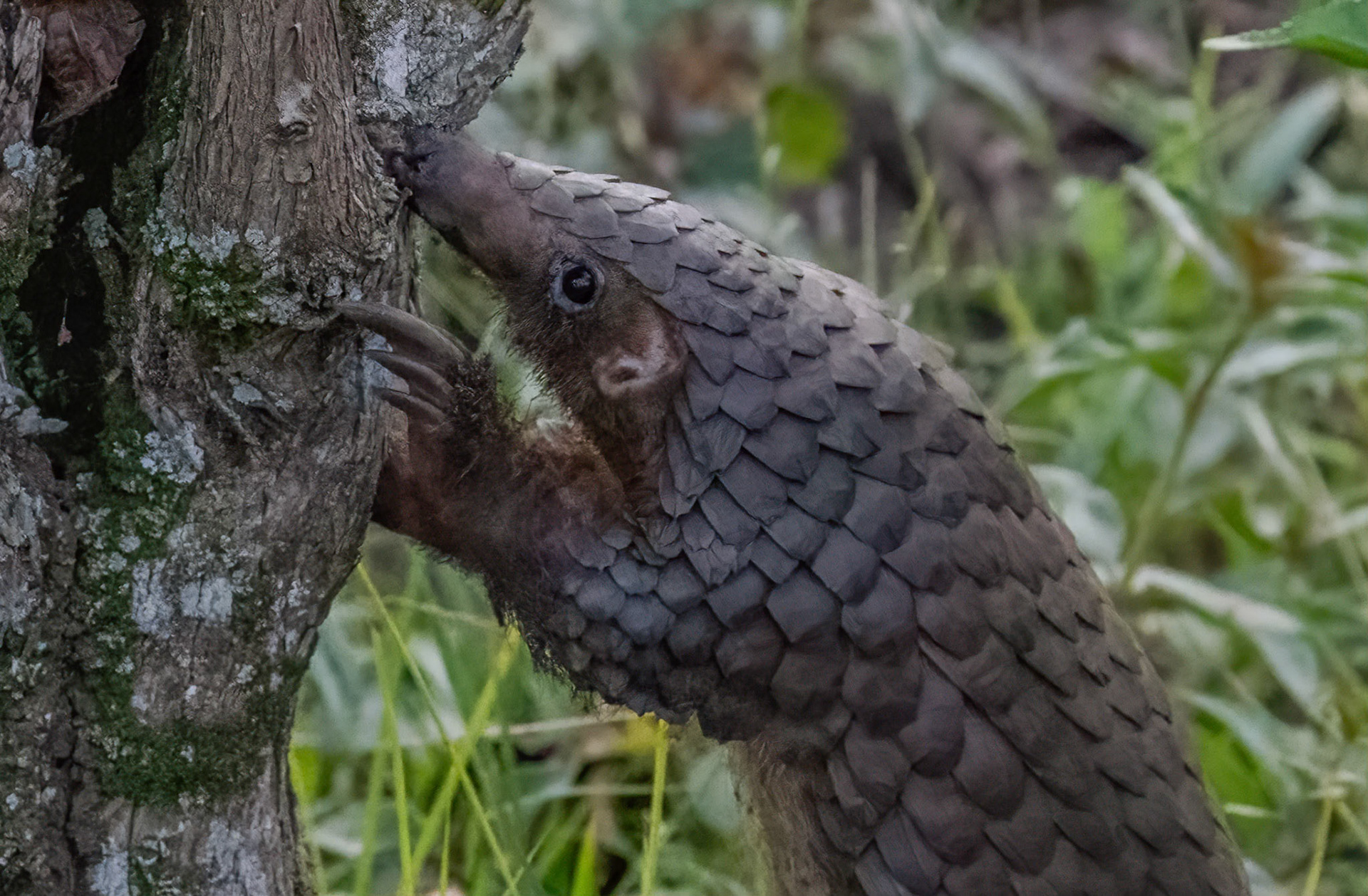 Pangolin, Rugando near Bwindi Forest, Uganda. 05-08-23.