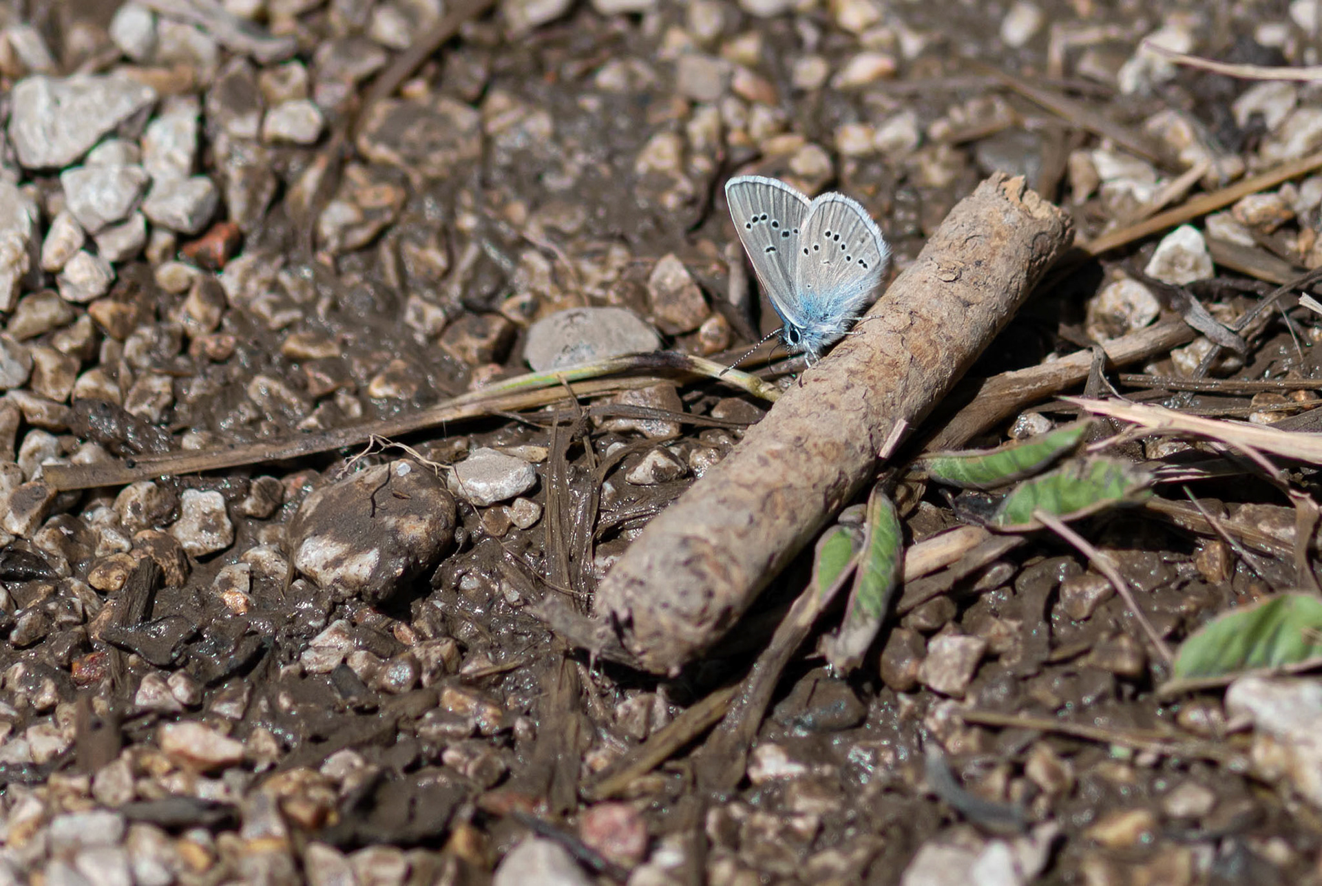 Little Blue m, Fuente De, Spain 26/06/19