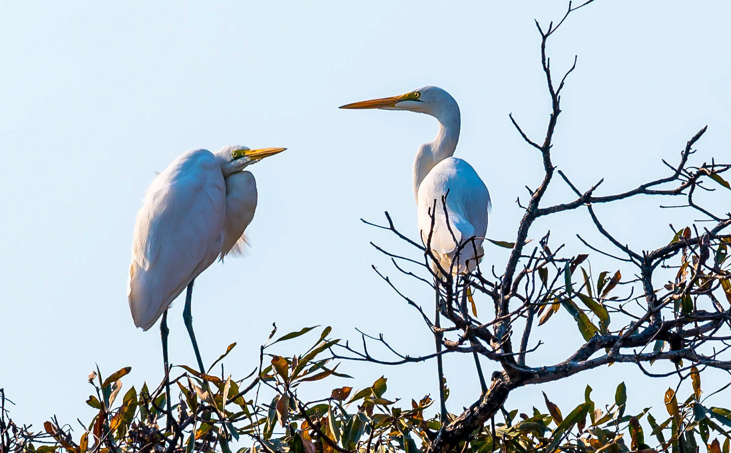 Great Egrets, Mukambi Zambia 03/09/17
