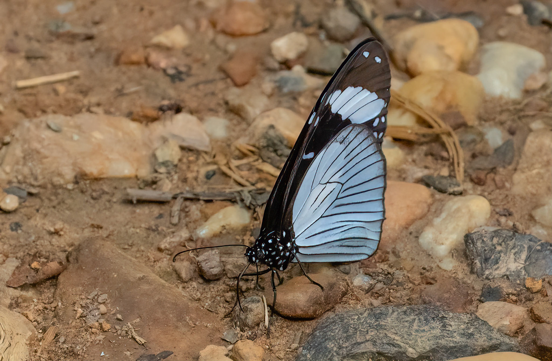 The Friar, Bwindi Forest, Uganda. 05-08-23.