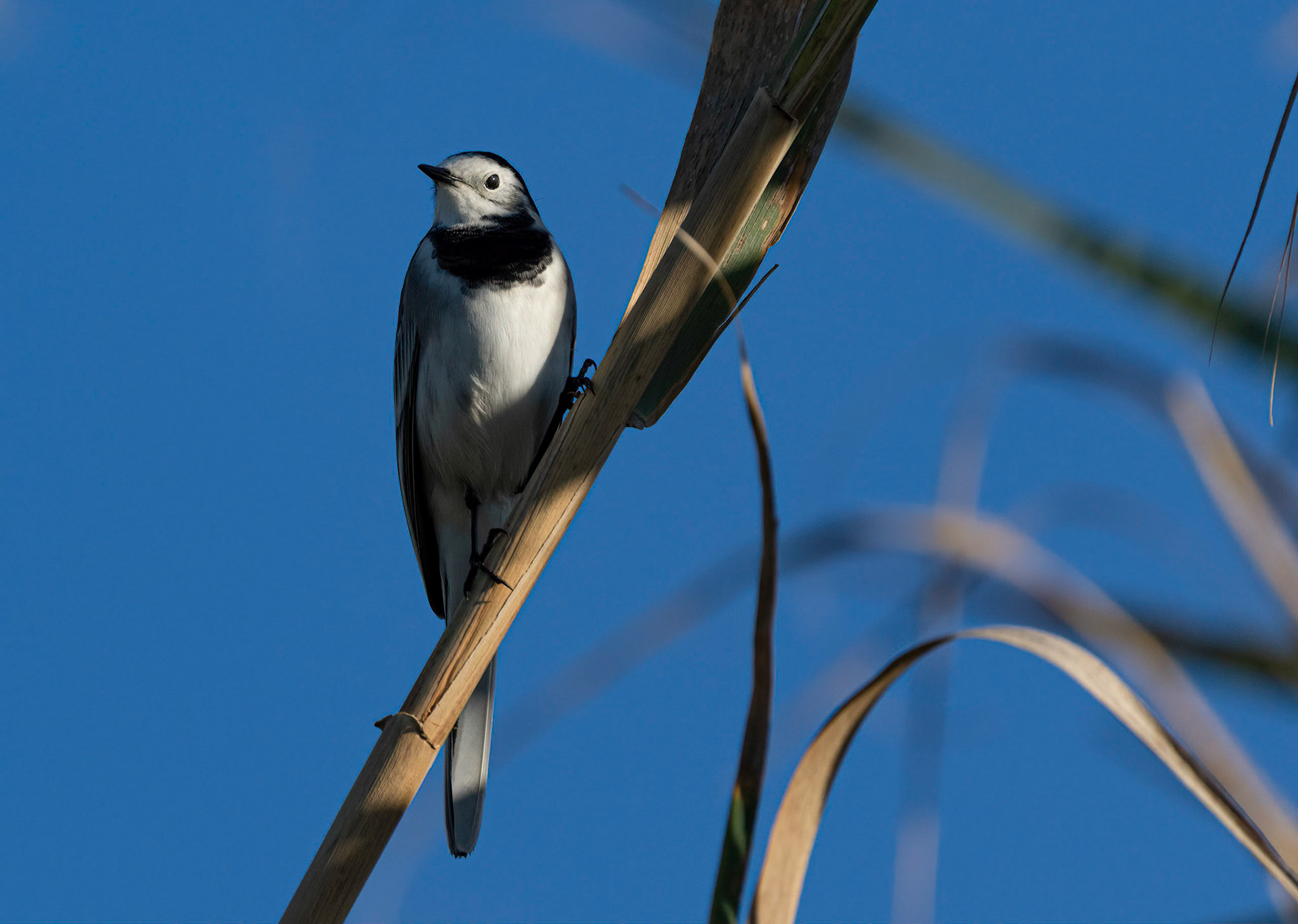 White Wagtail, Pego Marshes, Valencia, Spain. 24/10/21.
