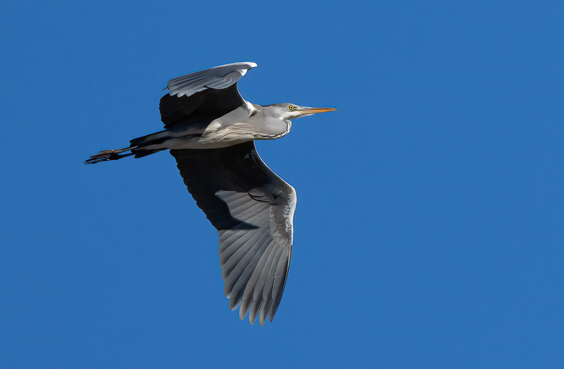 Grey Heron, Pego Marshes, Valencia, Spain. 18-01-23.