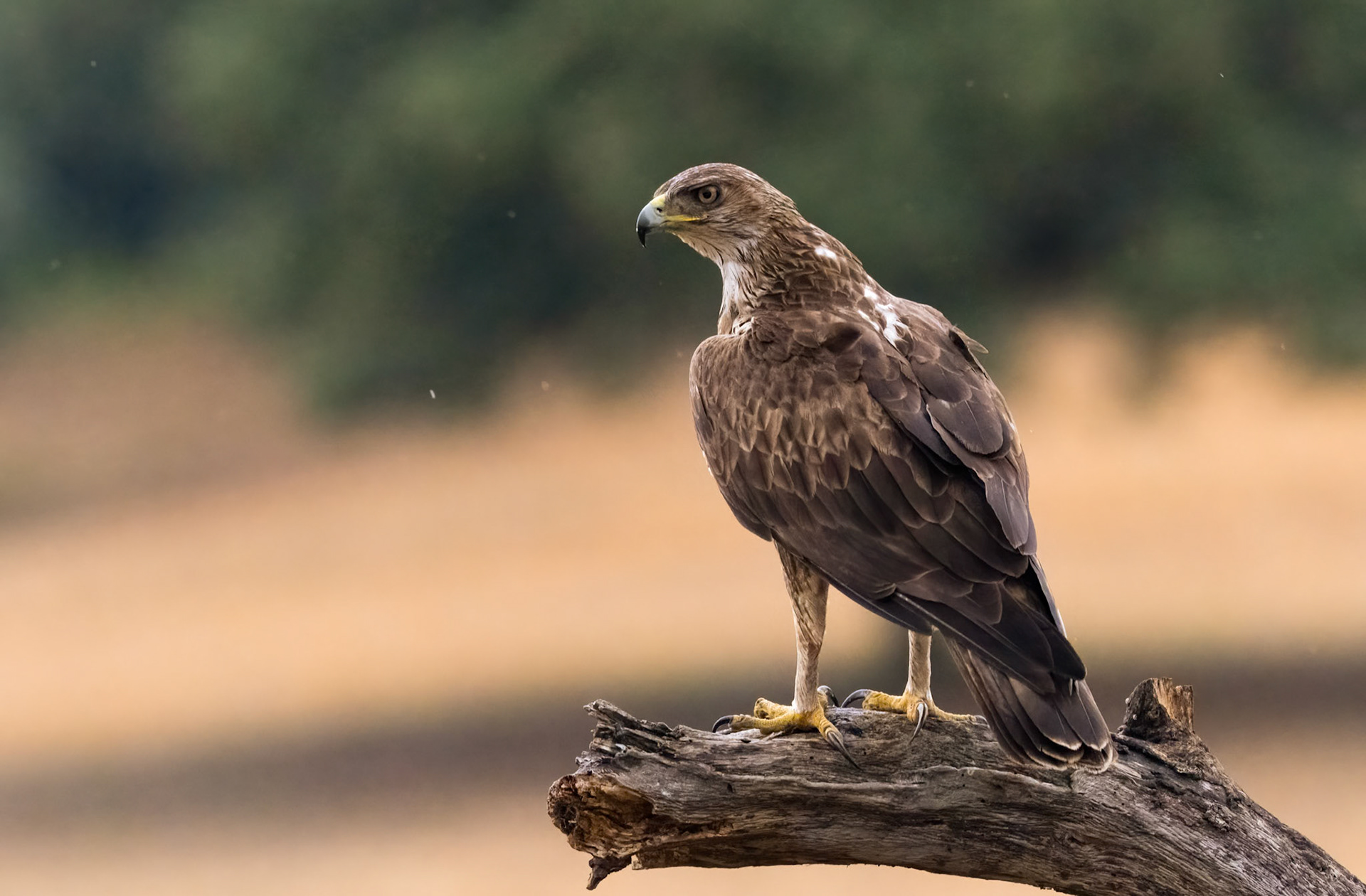 Bonelli's Eagle in the rain, Adamuz Andalucia Spain. 28-05-23.