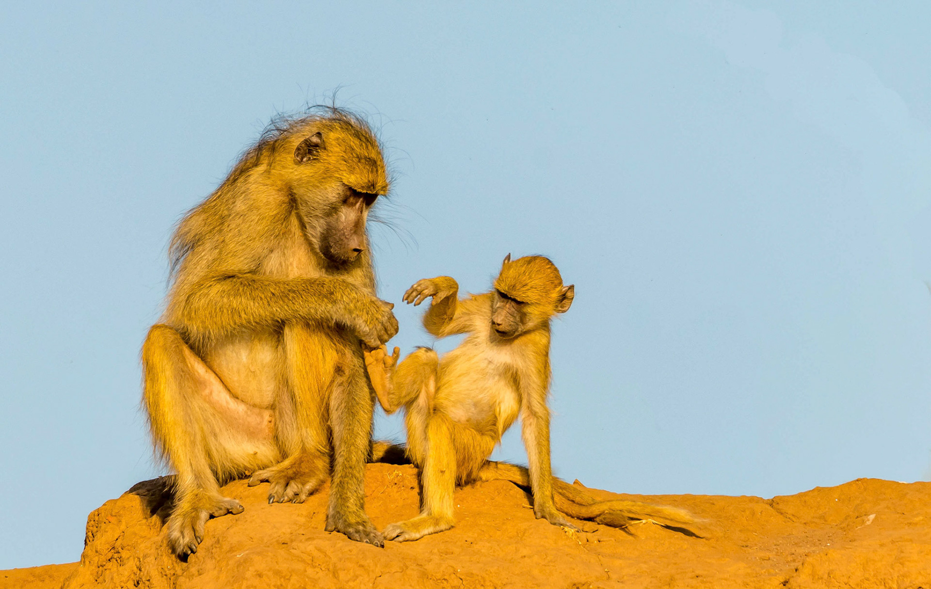 Yellow Baboons, Chongwe Zambia 06/09/17
