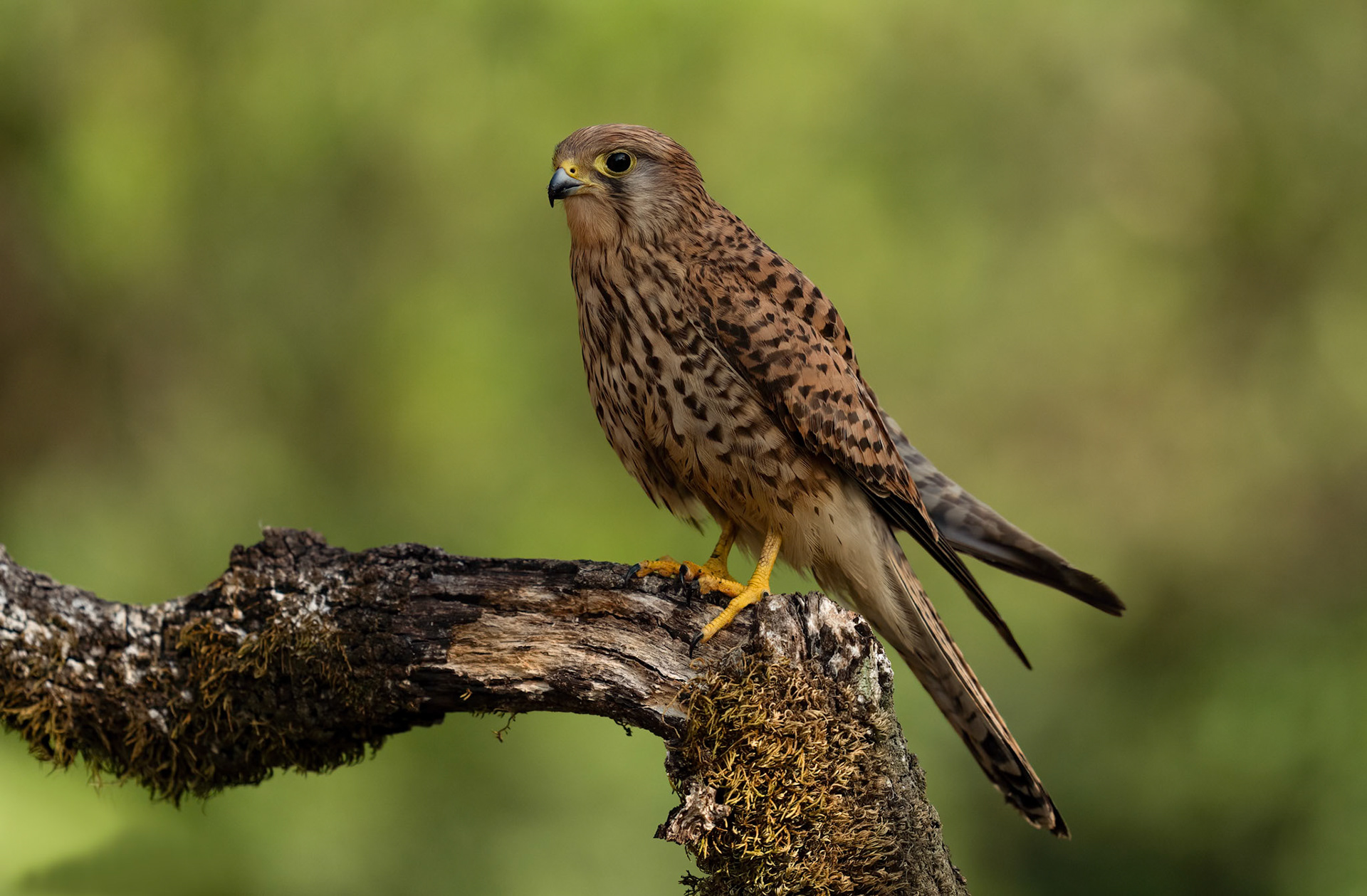 Female Kestrel, Adamuz, Andalucia. Spain. 30-05-23.