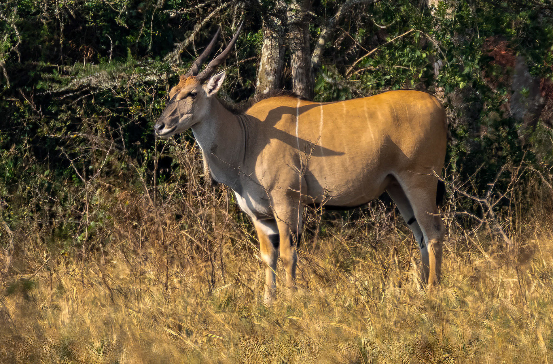 Eland, Lake Mburo, Uganda. 06-08-23.