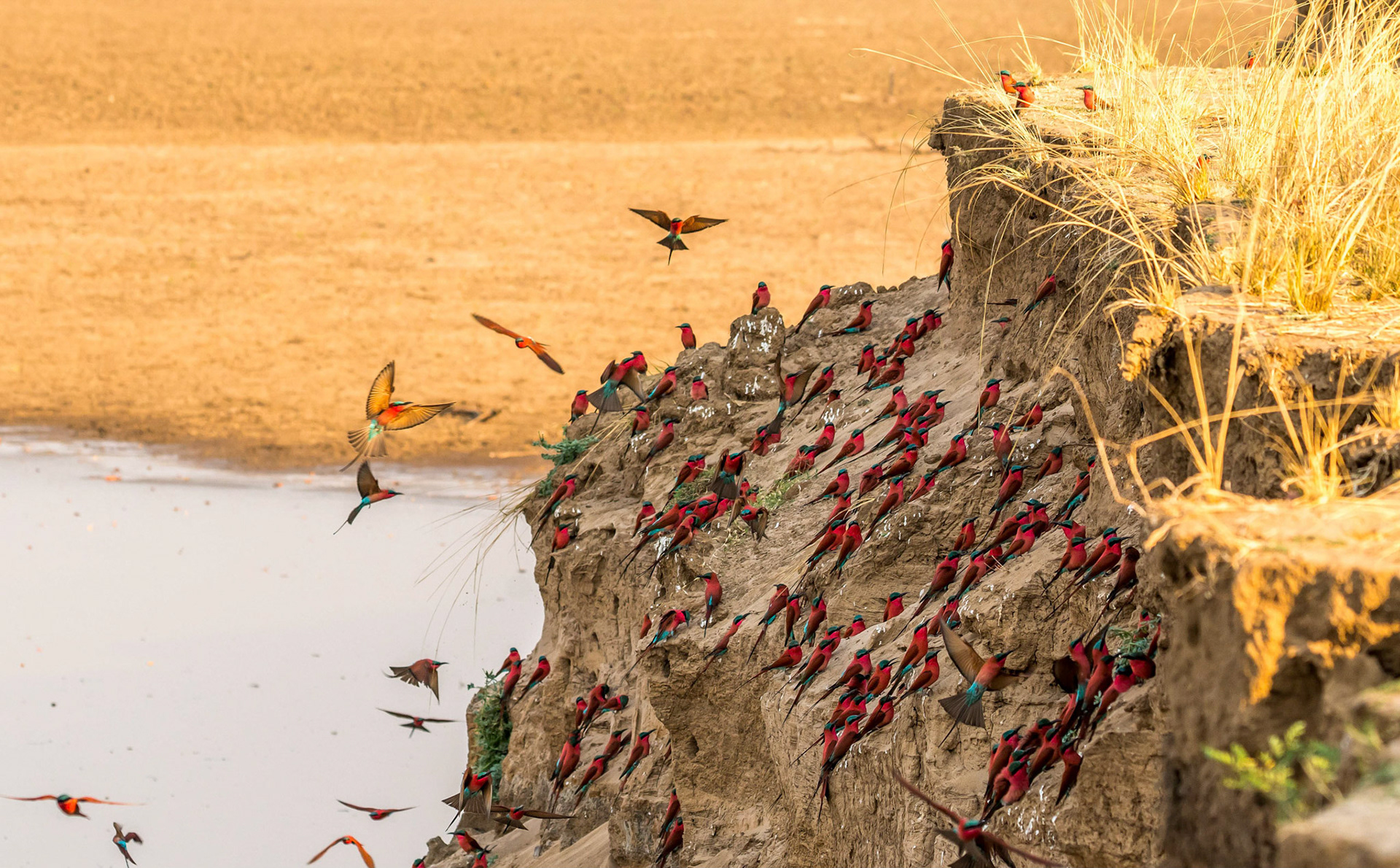 Carmine Bee-eaters at dusk, Kafunta Zambia 07/09/17