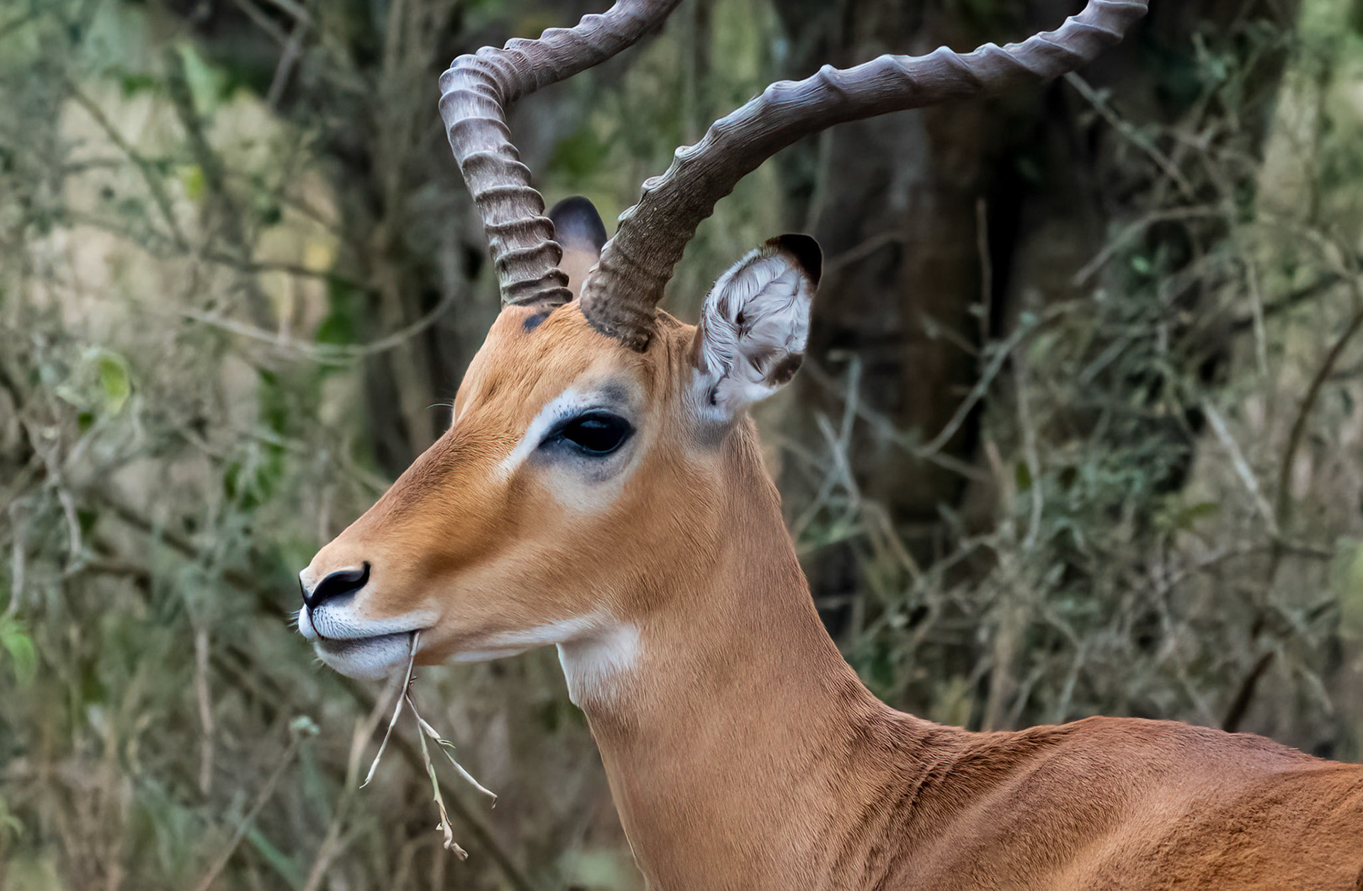 Impala, Queen Elizabeth NP. Uganda. 06-08-23.