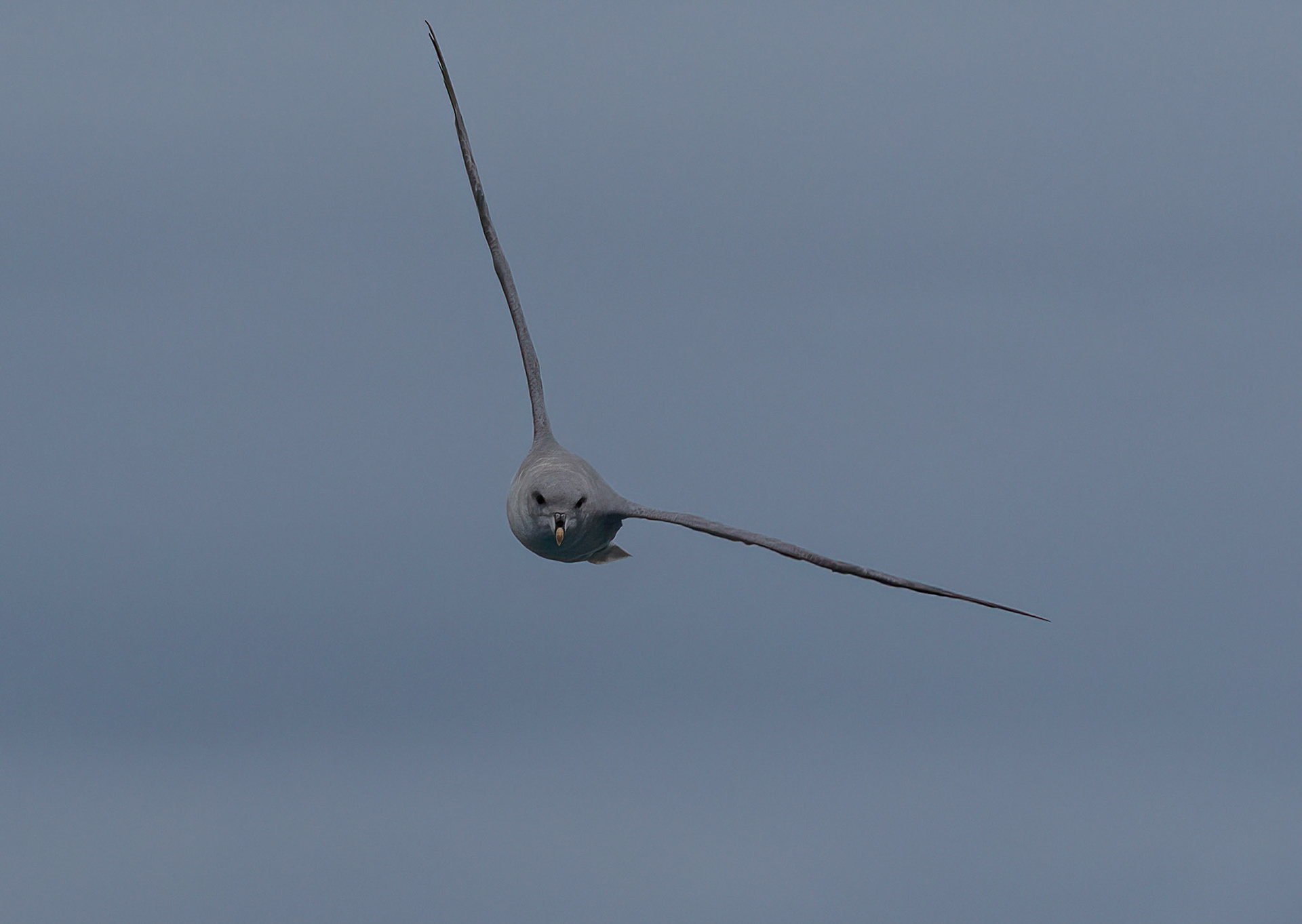 Northern Fulmar in Storfjorden Svalbard. 06-08-2022.