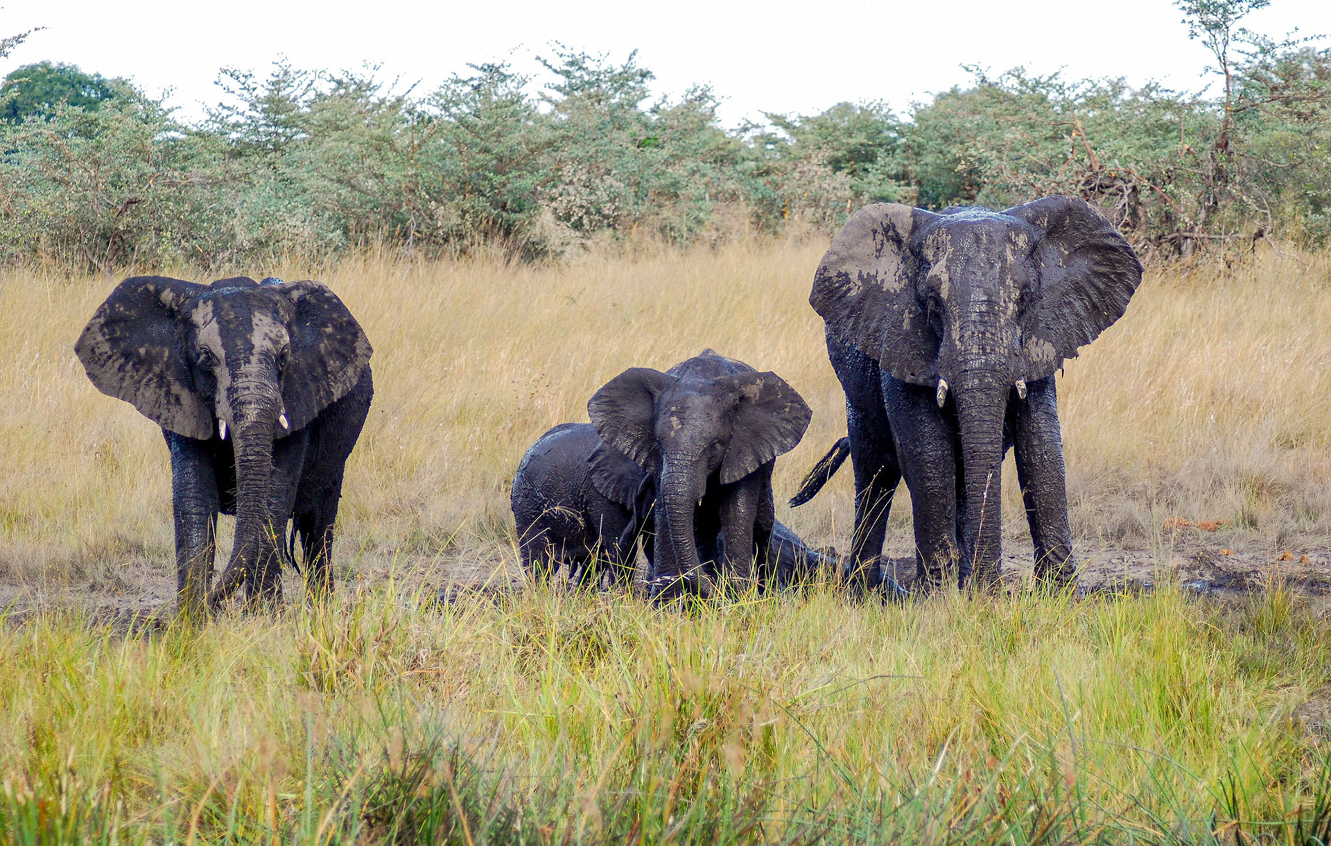 Elephants, Mazmbala Caprivi Namibia 15/05/11