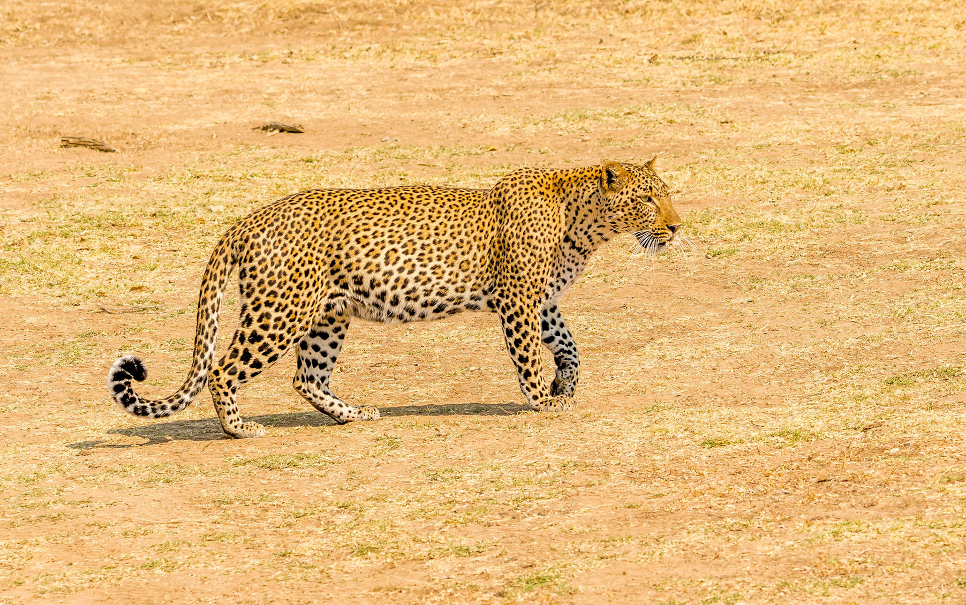 Leopard, Kafunta Zambia 10/09/17