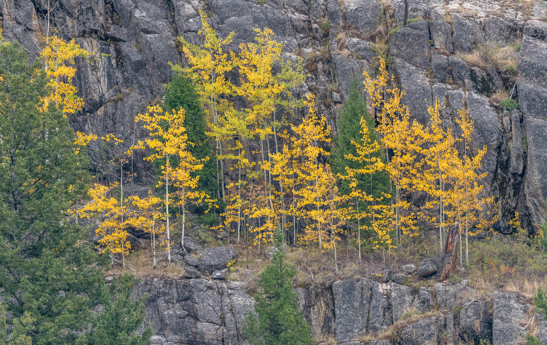 Aspens. Yellowstone Wyoming 13/09/18
