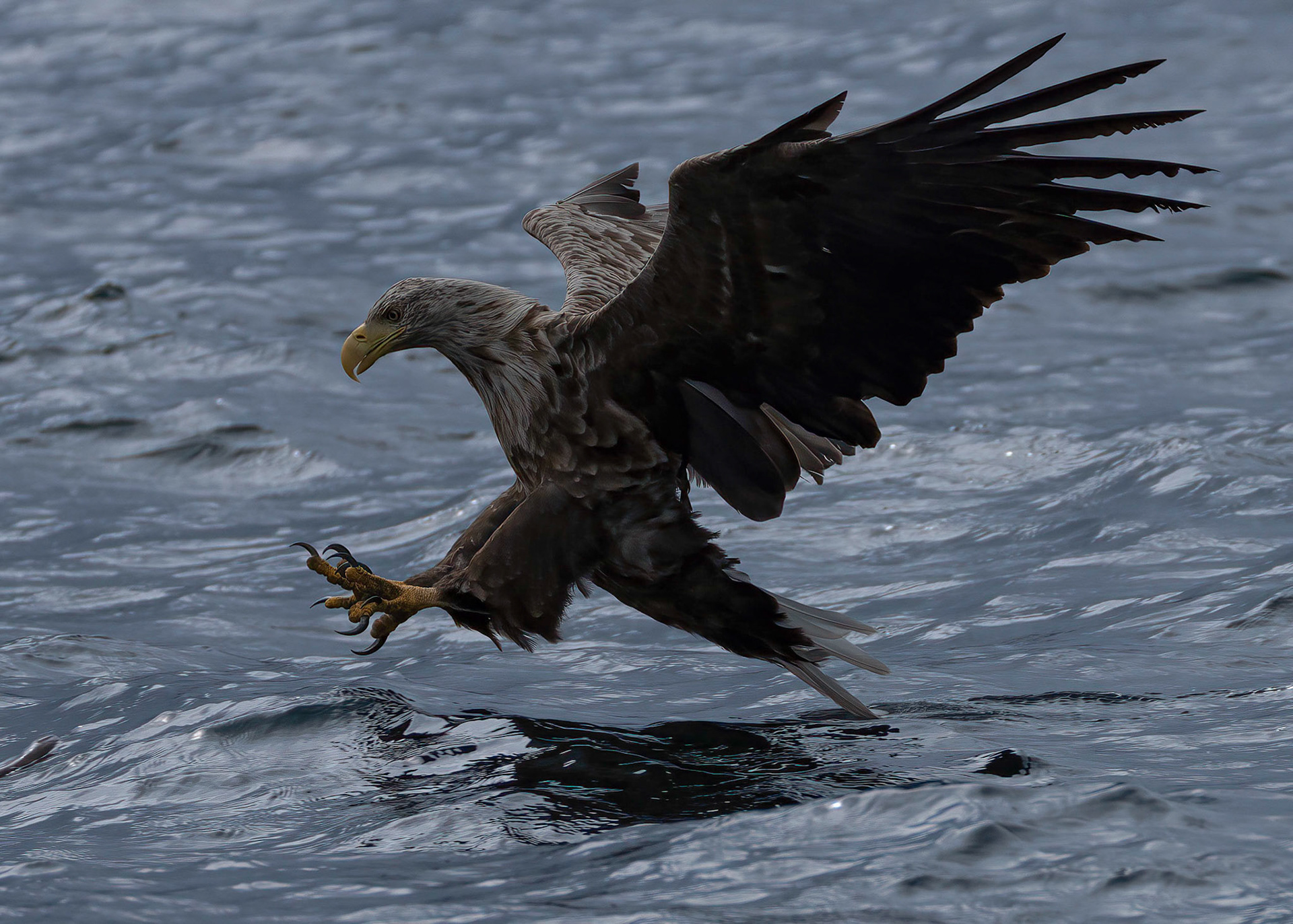 White-tailed Eagle, Loch Na Keal, Mull, Scotland. 05/08/21.