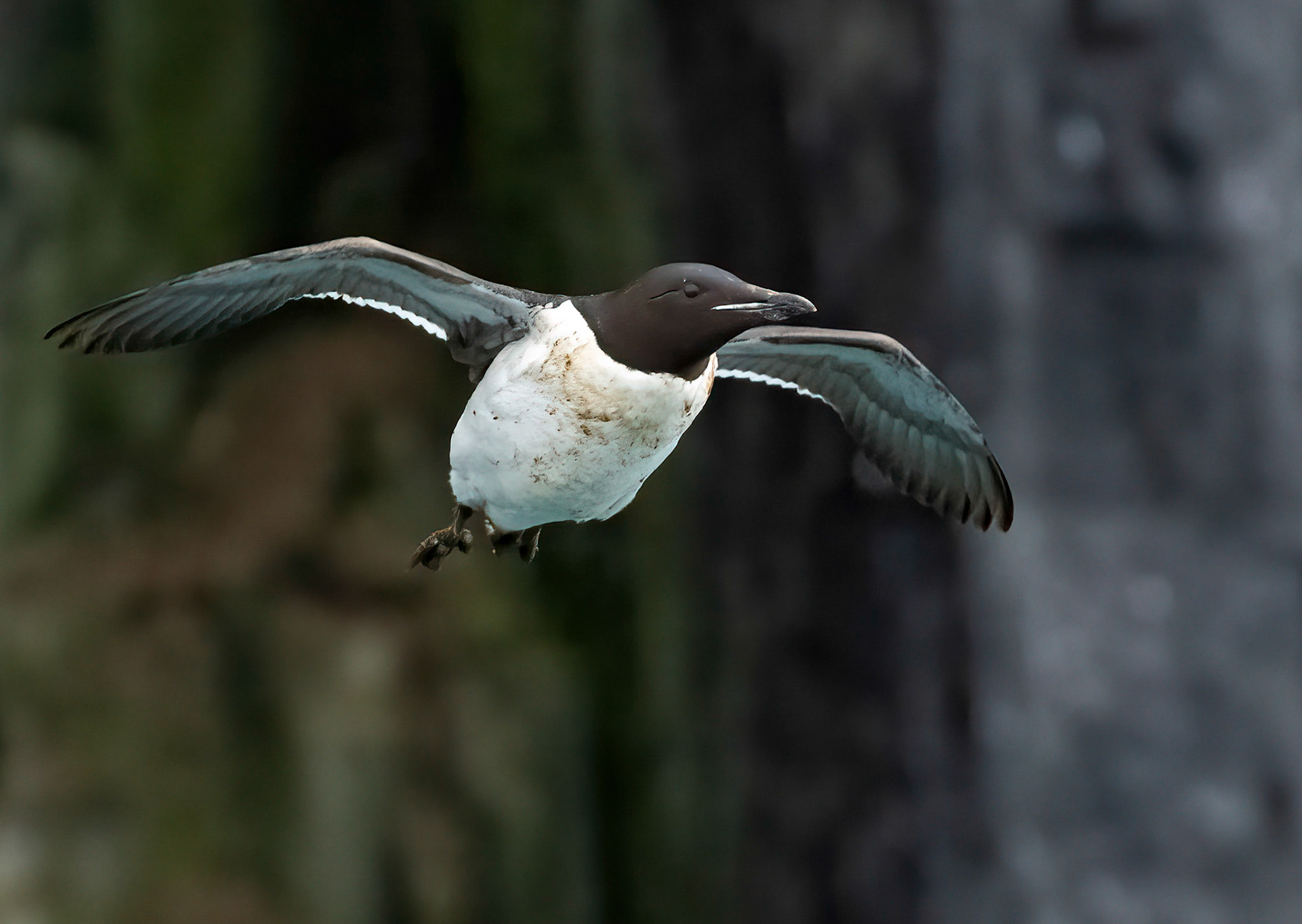 Brunnich's Guillemot chick, Alkefjellet cliffs, Hinlopen Strait, Svalbard. 04-08-2022.