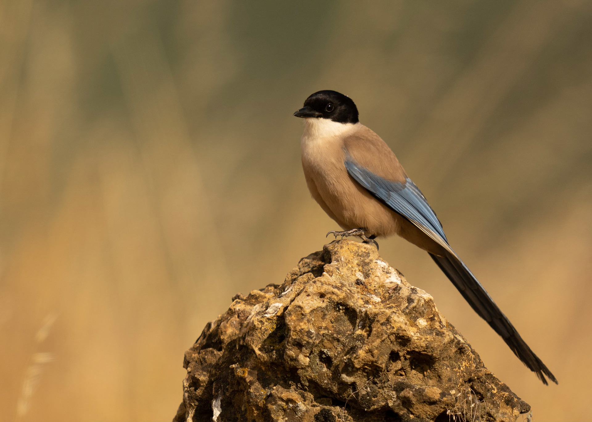 Azure-winged Magpie, Adamuz,Andulucia, Spain. 30/05/22.