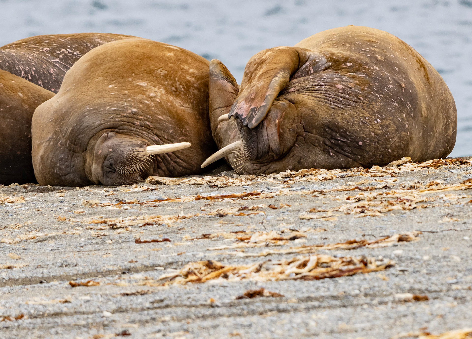 Walrus sleeping, Prins Karl Forland. Svalbard. 10-08-2022.