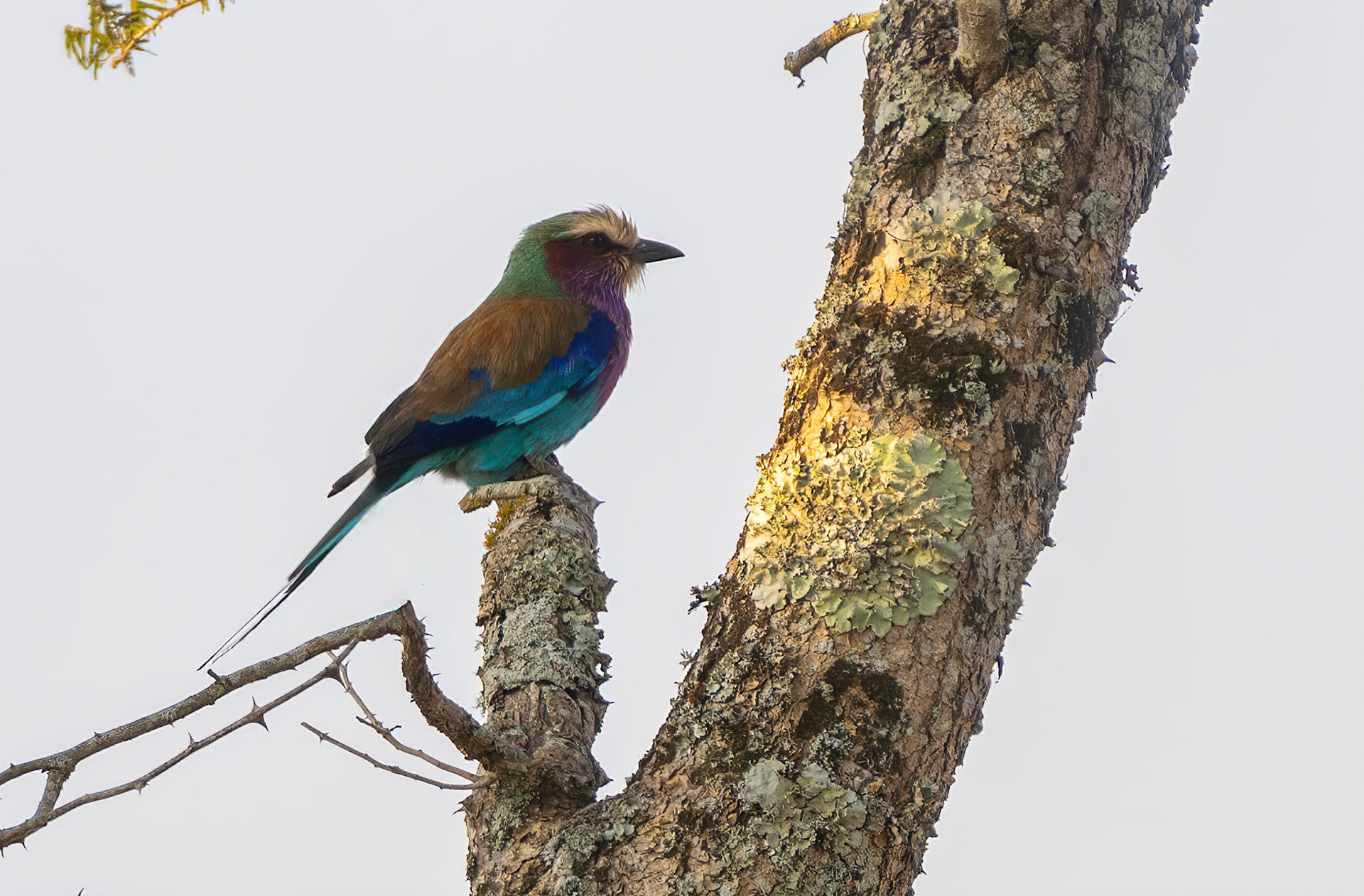 Lilac-breasted Roller, Lake Mburo, Uganda. 06-08-23.