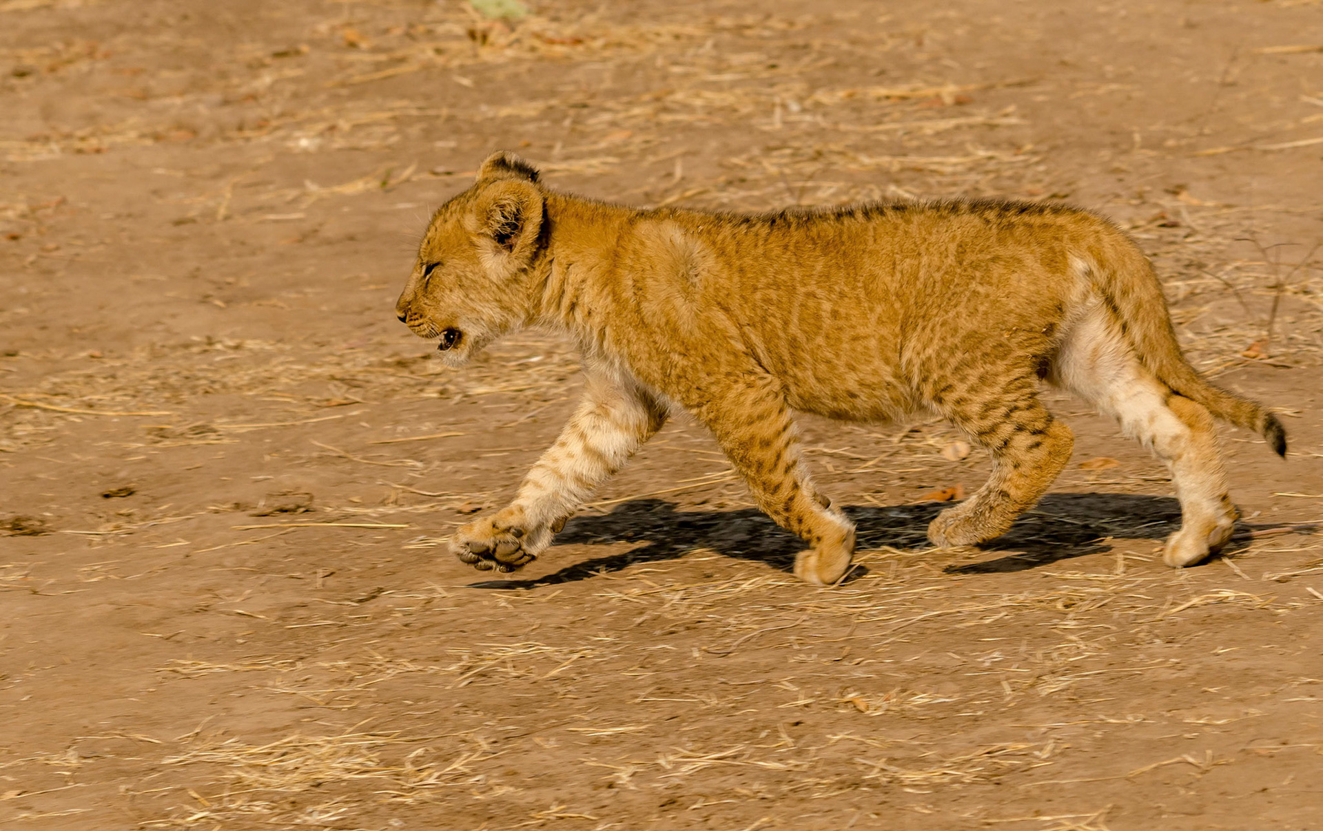 Lion cub, Kafunta Zambia 10/09/17
