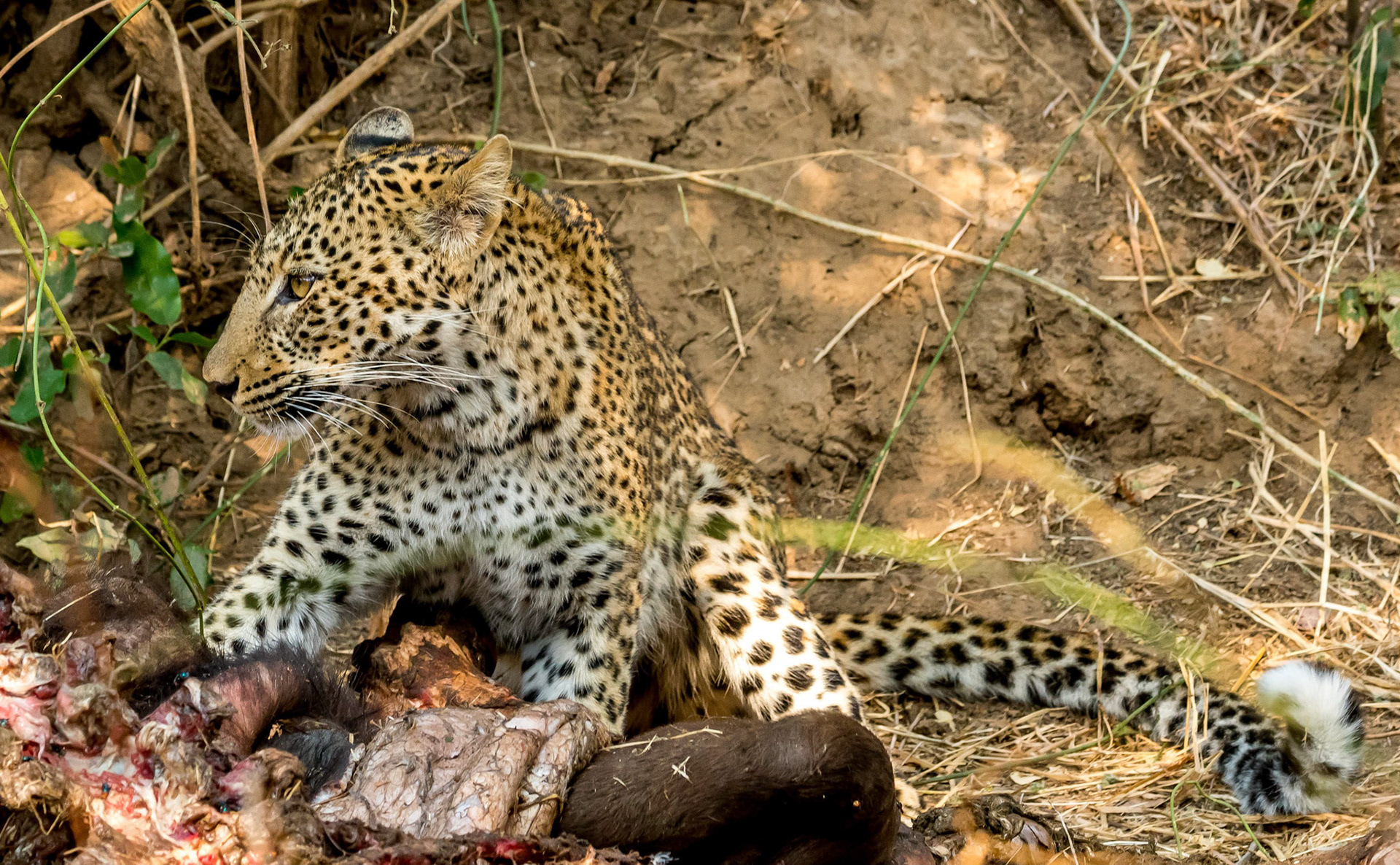 Leopard on Buffalo kill, Kafunta Zambia 10/09/17