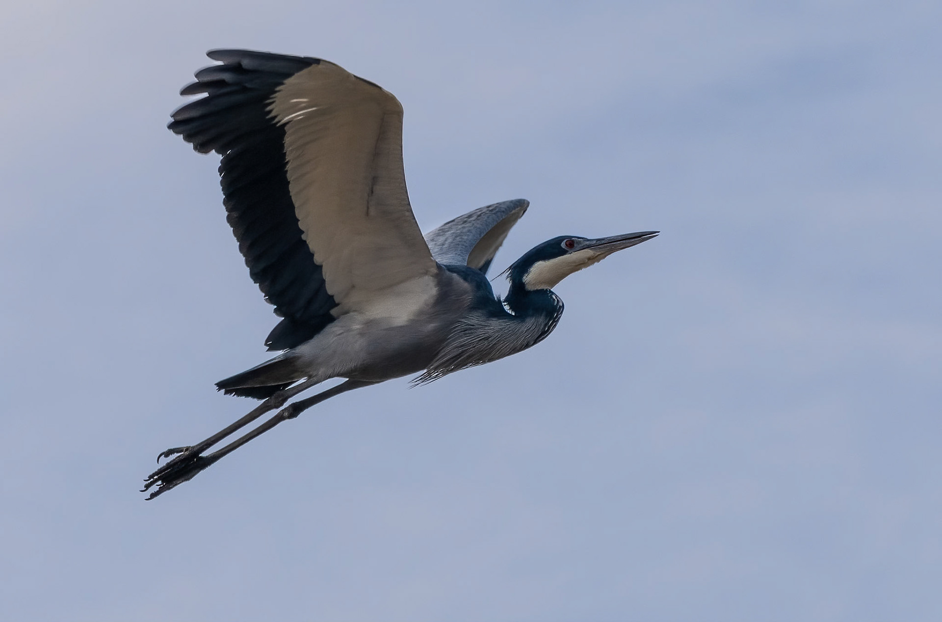 Black-headed Heron, Kyegegwa, Uganda. 02-08-23.