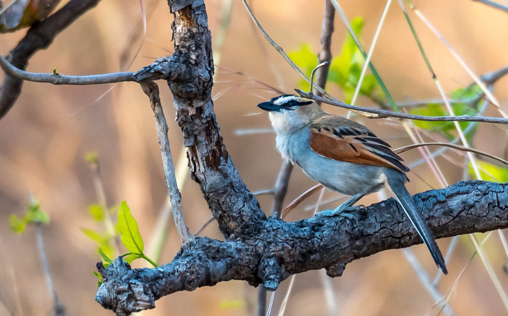 Black-crowned Tchagra, Mukambi Zambia 01/09/17