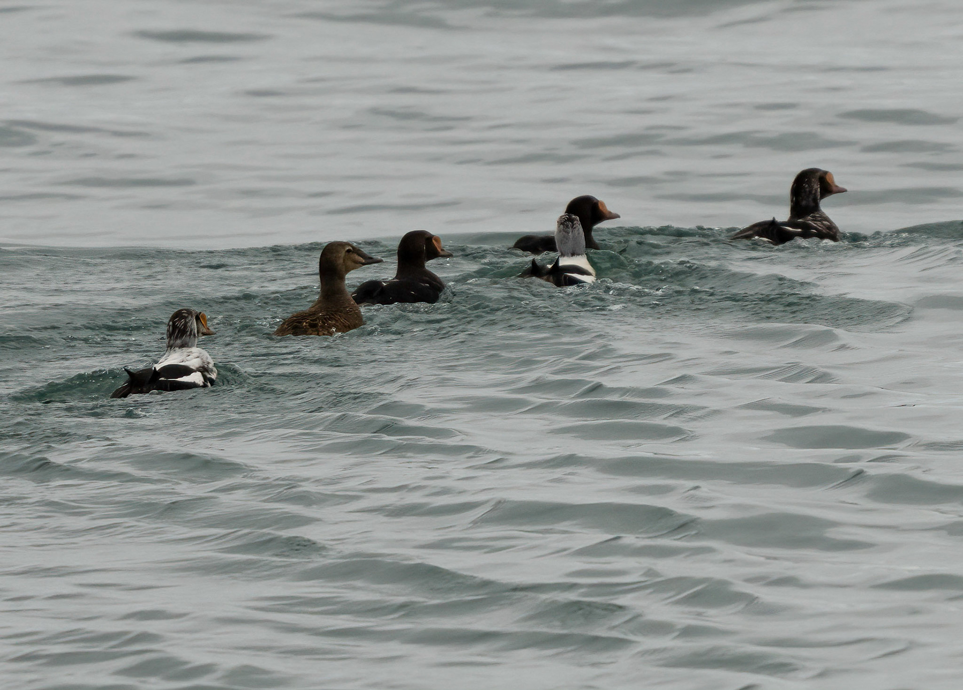 King Eiders in Storfjorden, Svalbard. 06-08-2022.