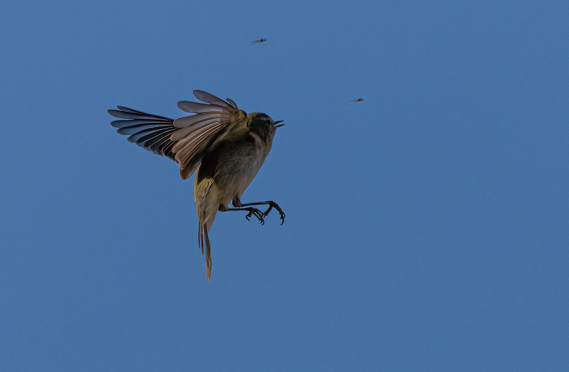 Savi's Warbler. Pego Marshes, Valencia Spain. 21-01-23.