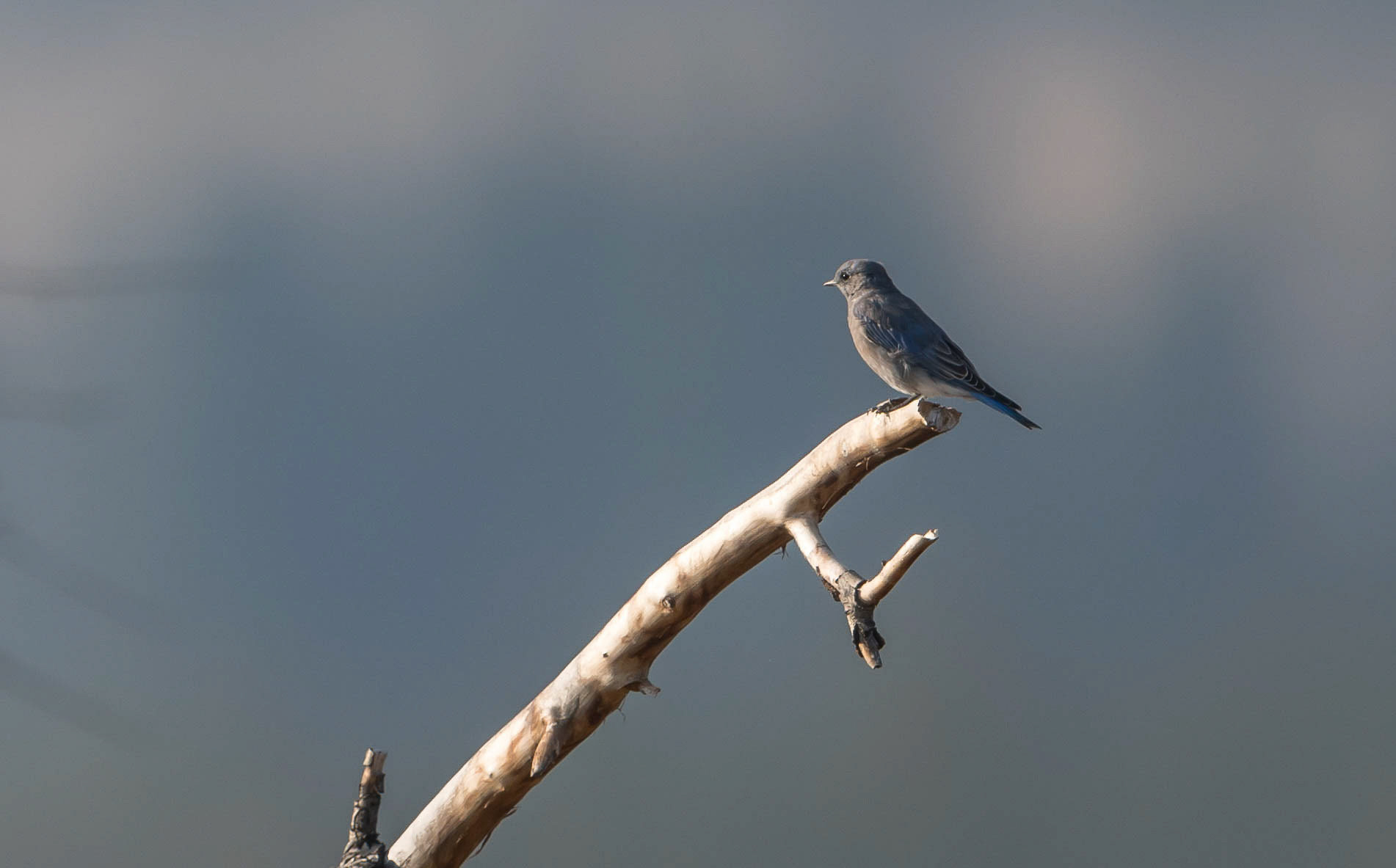 Female Bluebird. Grand Teton NP. Wyoming 12/09/18