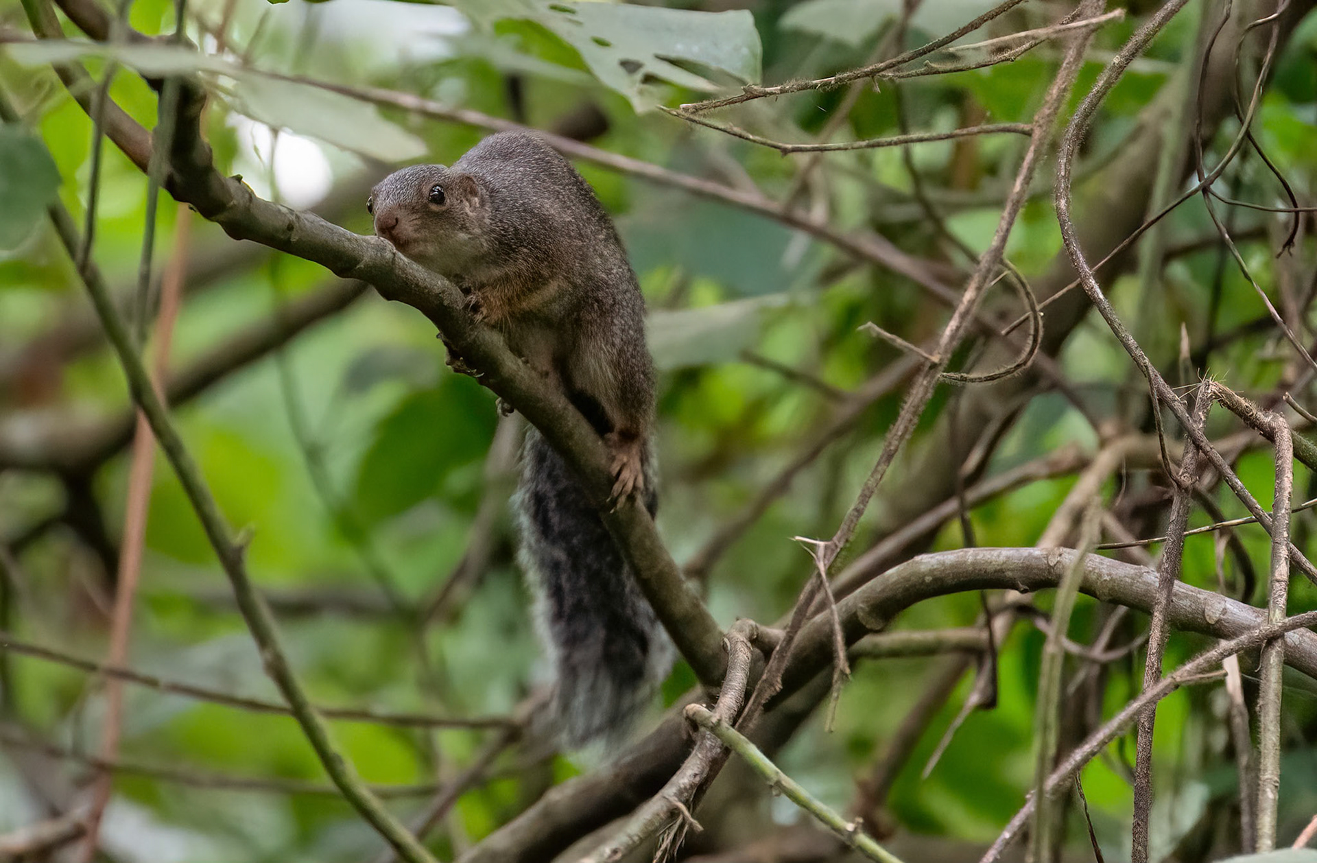 Giant Forest Squirrel, Bigodi Swamp, Uganda. 03-08-23.